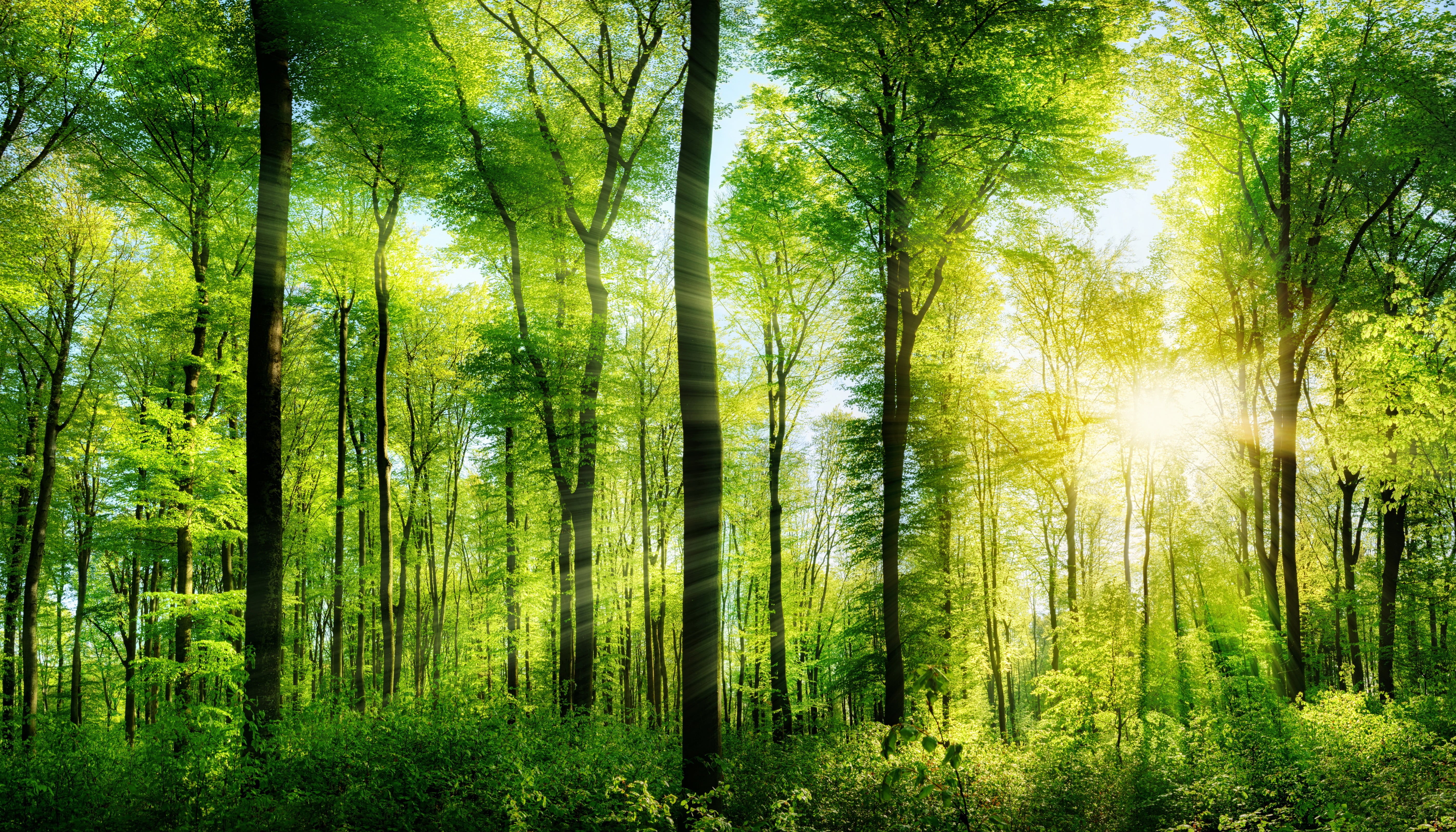 summer, park - Man Made Space, branch, sunlight, woodland, scenics - nature, green Color, yellow, color Image, bamboo - plant, sunset, growth, trunk, morning, HD Wallpaper