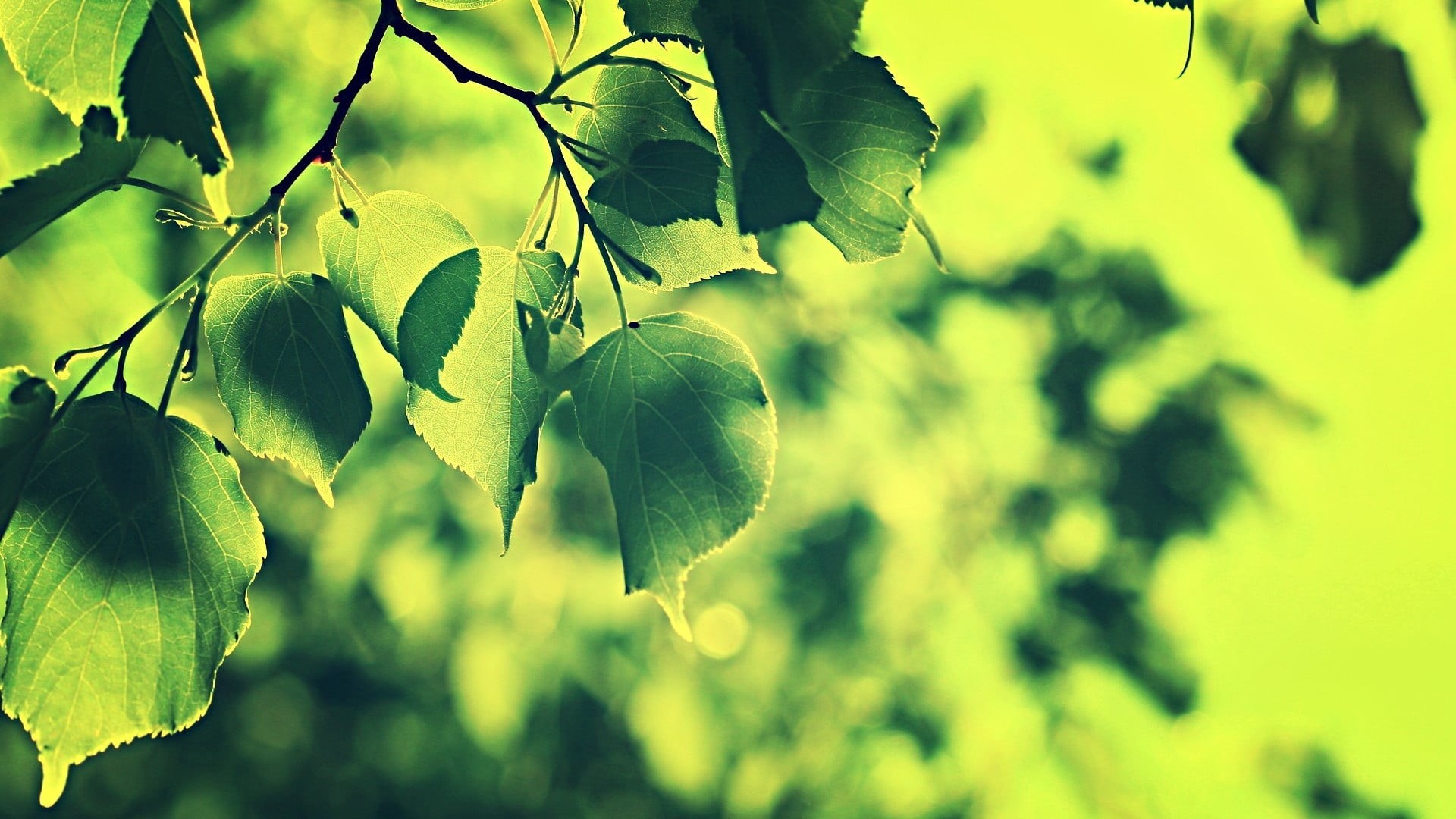 sun, woodland, beech Tree, beauty In Nature, leaves, pattern, branch, selective Focus, defocused, environmental Conservation, color Image, yellow, environment, HD Wallpaper