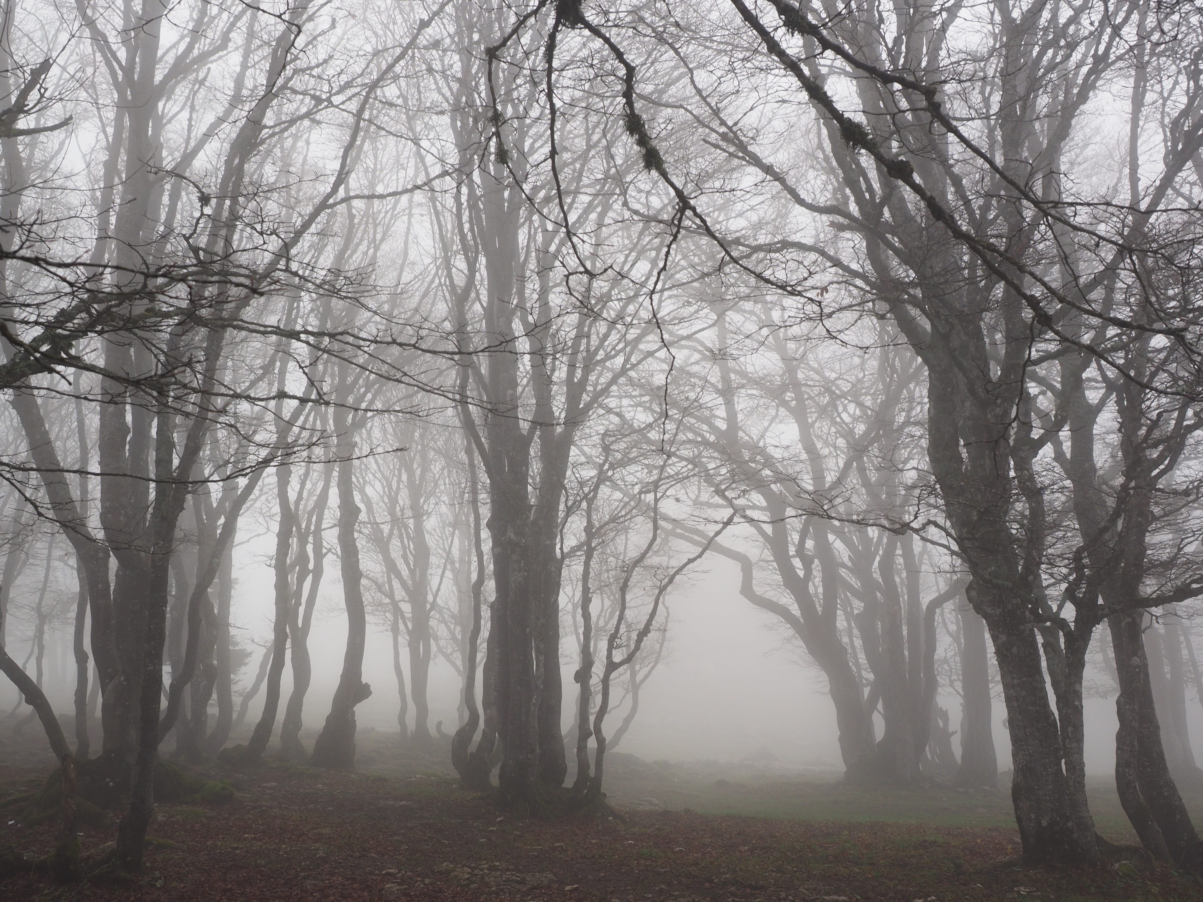 book, beech wood, tranquil scene, swiss jura, foggy, fog, woodland, tree trunks, outdoors, lifeless, beauty in nature, hazy, haunting, tree trunk, nature, HD Wallpaper