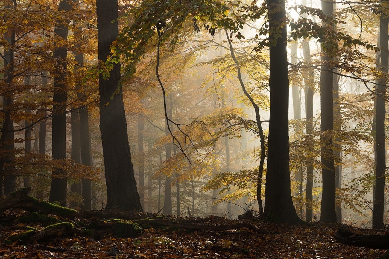 Germany, sunlight, atmosphere, forest, beech, yellow, landscape, trees, nature, fall, morning, 720P, leaves, HD Wallpaper