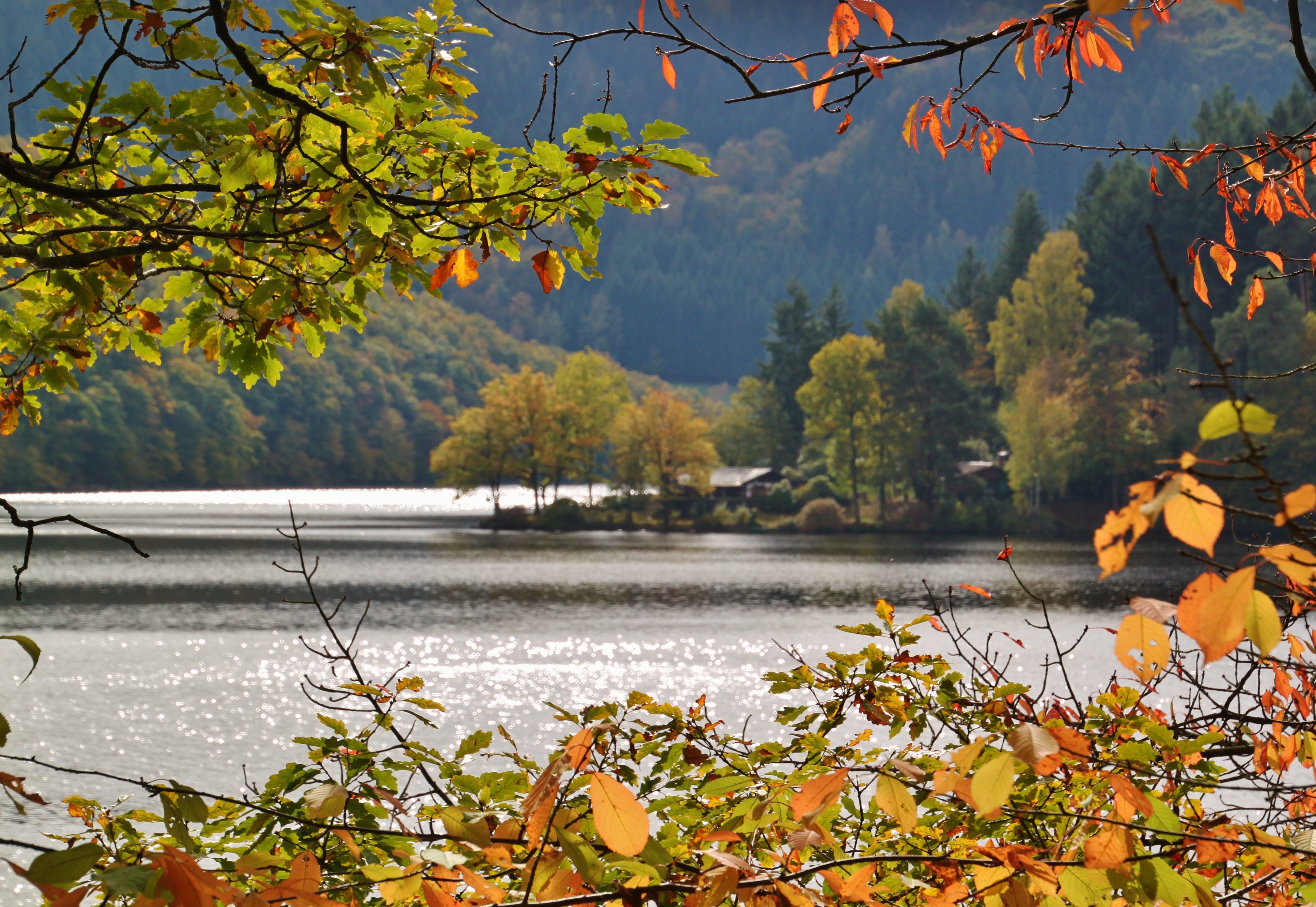 day, non-urban scene, outdoors, plant, autumn, daytime, tree, log, aesthetic, upper lake, beauty in nature, fall foliage, branches, green, river, germany, HD Wallpaper