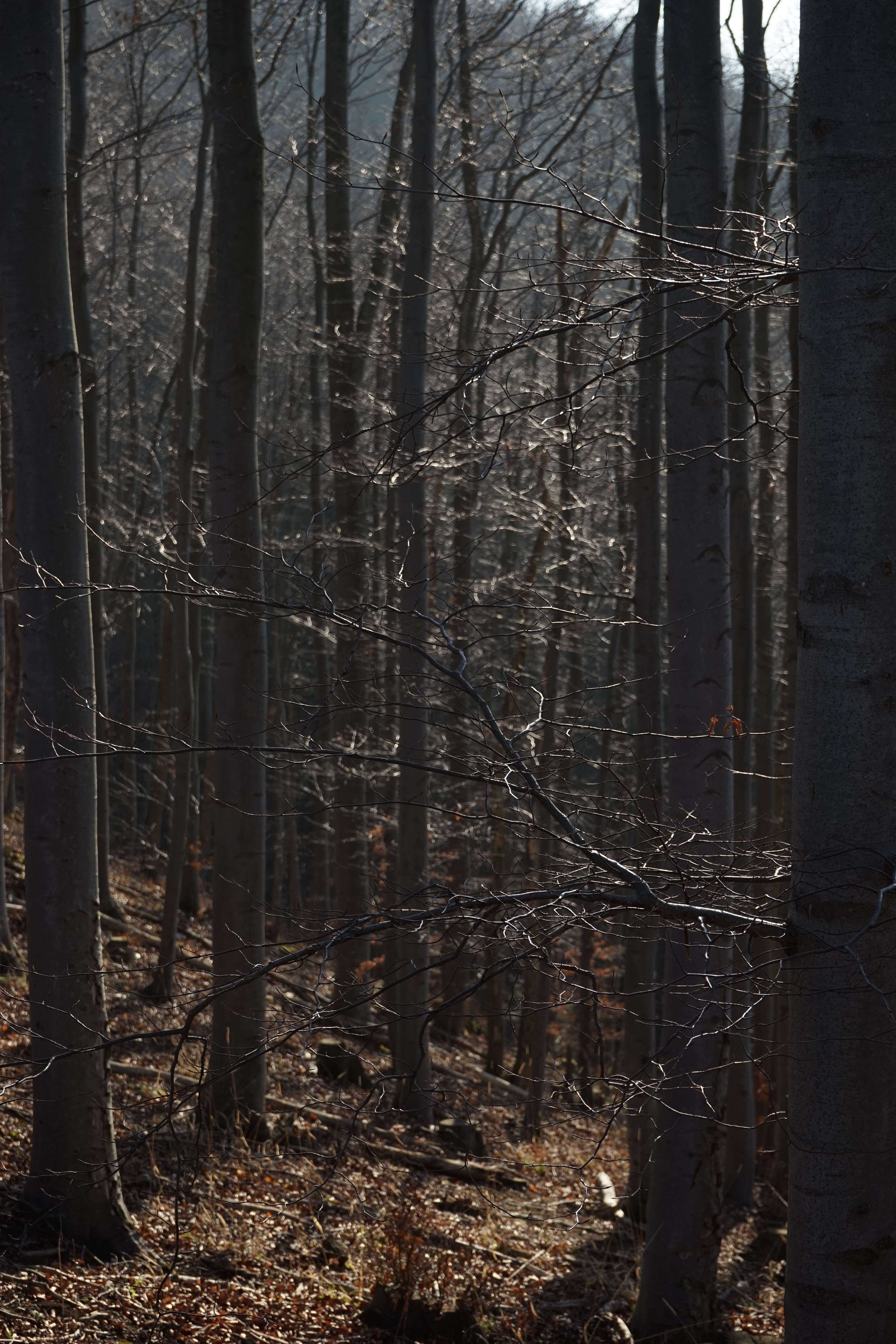 aesthetic, day, sunlight, nature, branches, bare tree, plant, trees, tranquility, beech, growth, tangled, forest, no people, tree, tree trunk, remote, outdoors, Phone HD Wallpaper