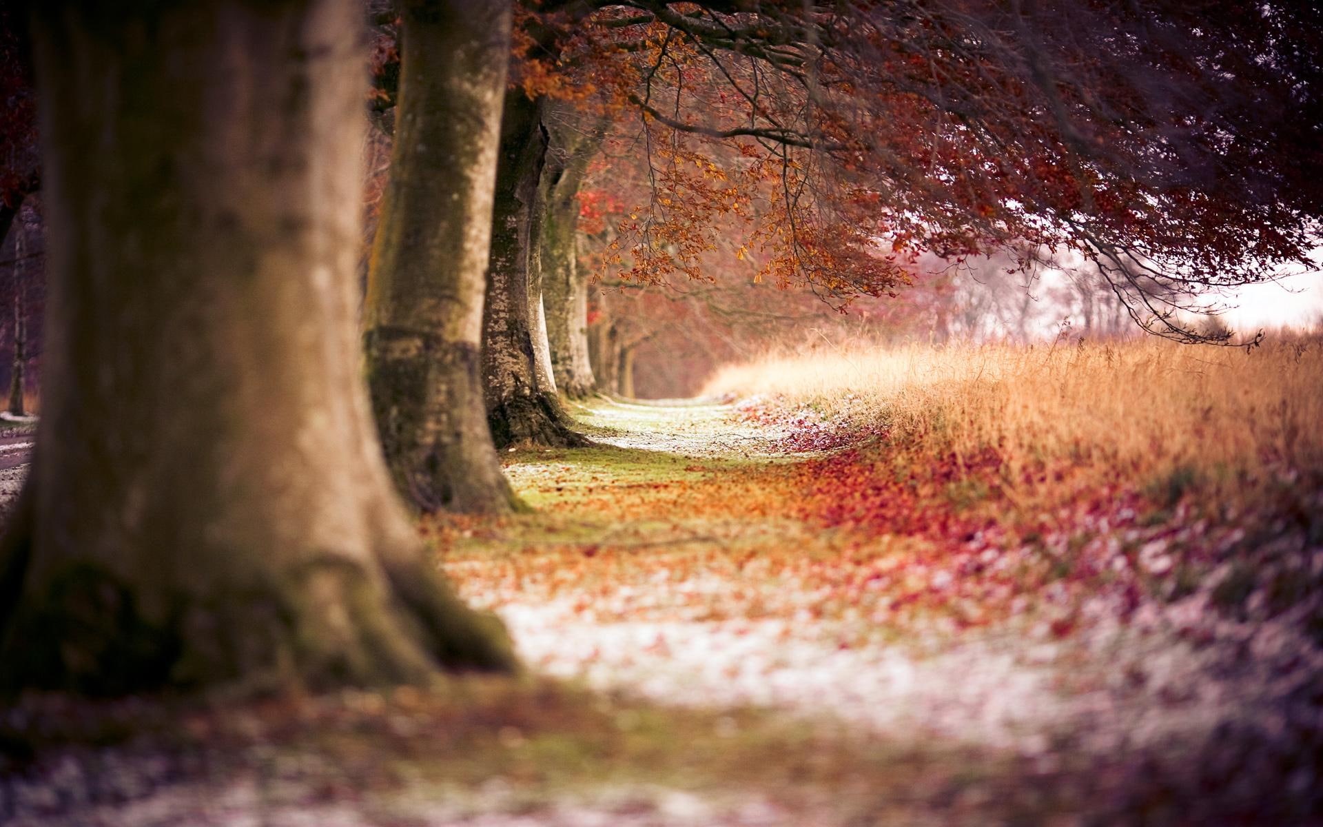 autumn, beech, trees, 1080P, nature and landscape, HD Wallpaper