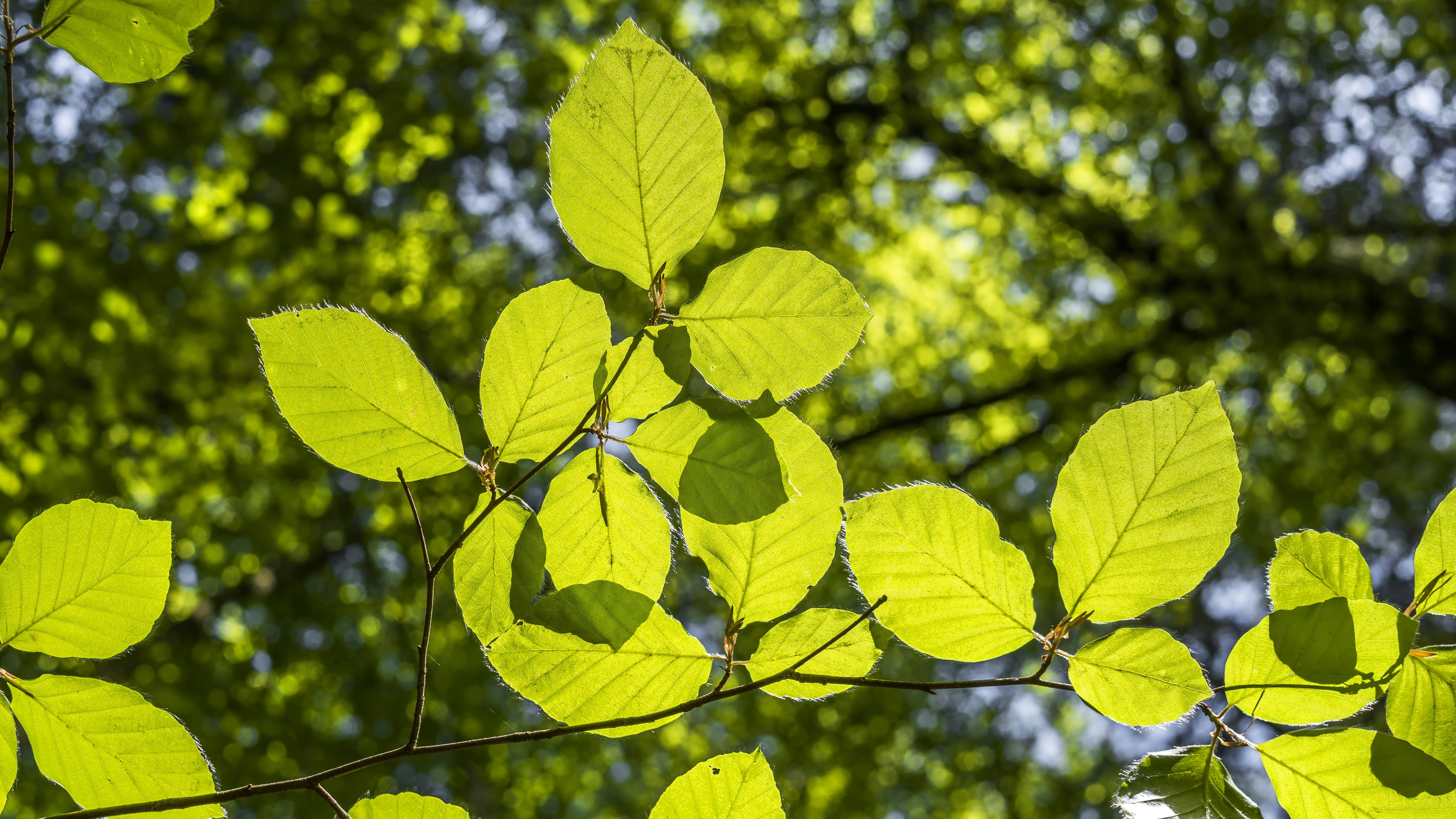 focus on foreground, low angle view, sunlight, leaf, plant part, branch, tranquility, plant, no people, green, light on, leaves, mood, beauty in nature, HD Wallpaper