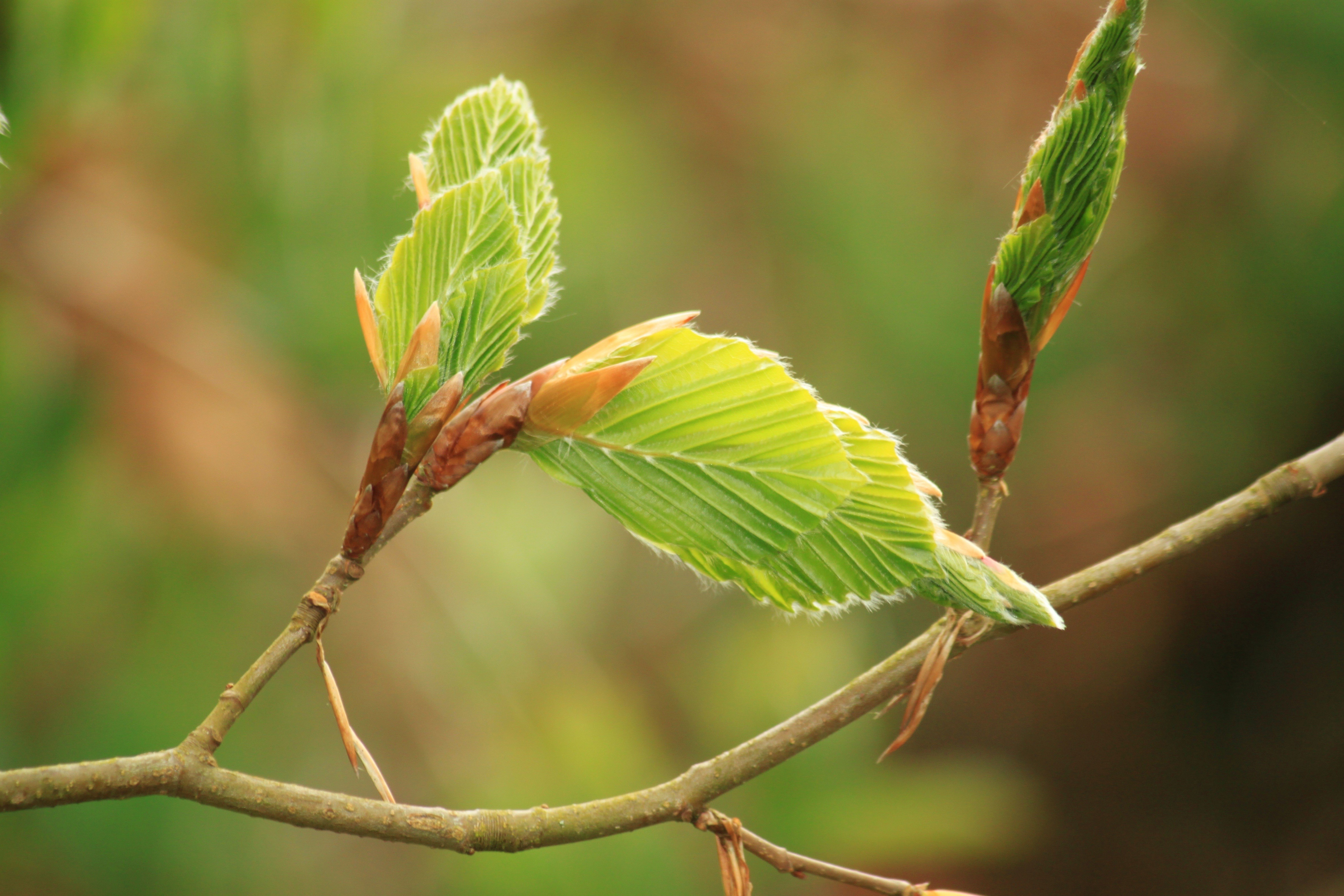 twig, young, deciduous forest, plant stem, book industry, yellow, green color, land, deciduous tree, sprout, beech leaves, vulnerability, fragility, spring, HD Wallpaper