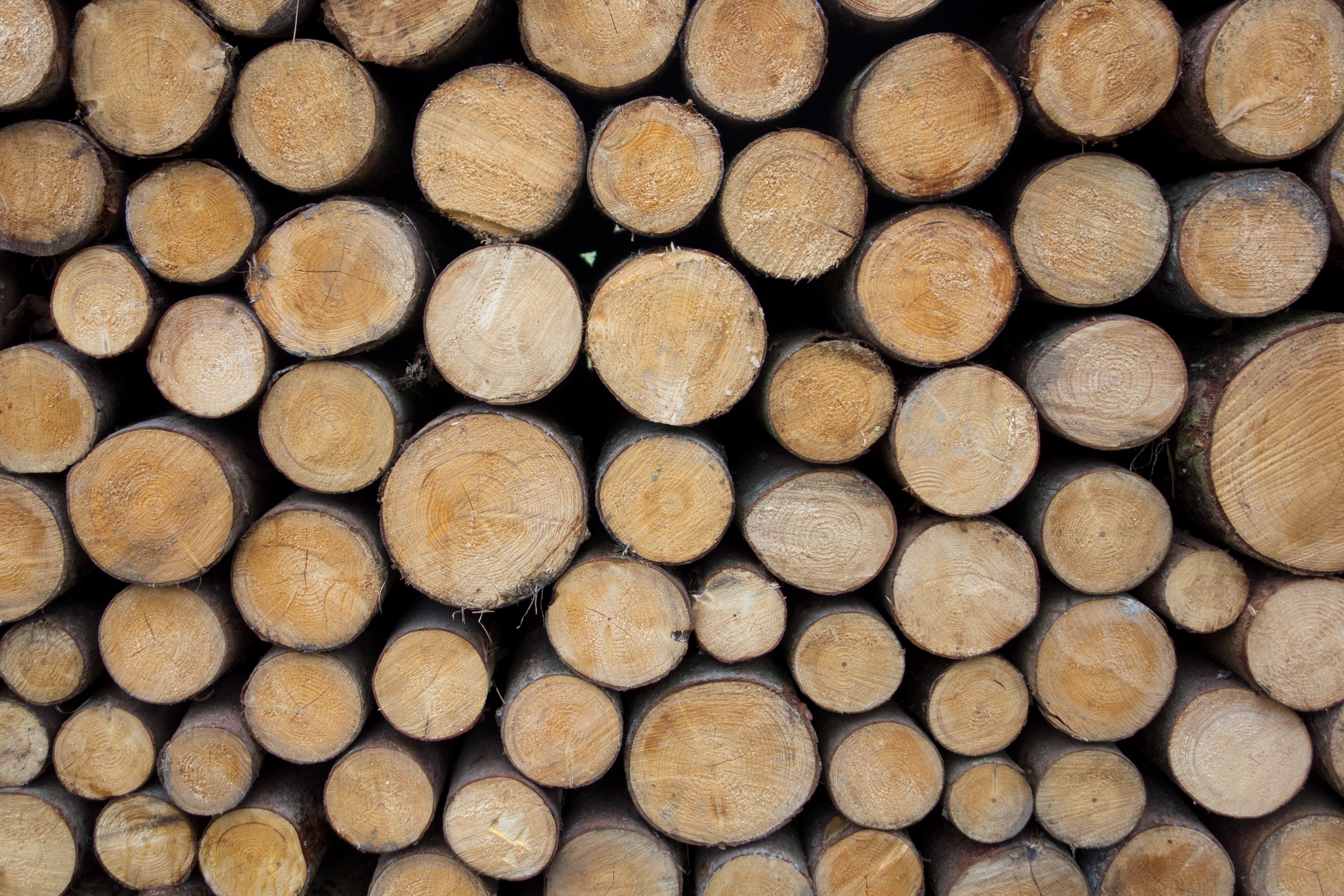 forest workers, brown, timber, paper wood, pattern, spruce, background, tree, stacked up, heat, panel, textured, beech, holzstapel, oak, woodworks, full frame, HD Wallpaper