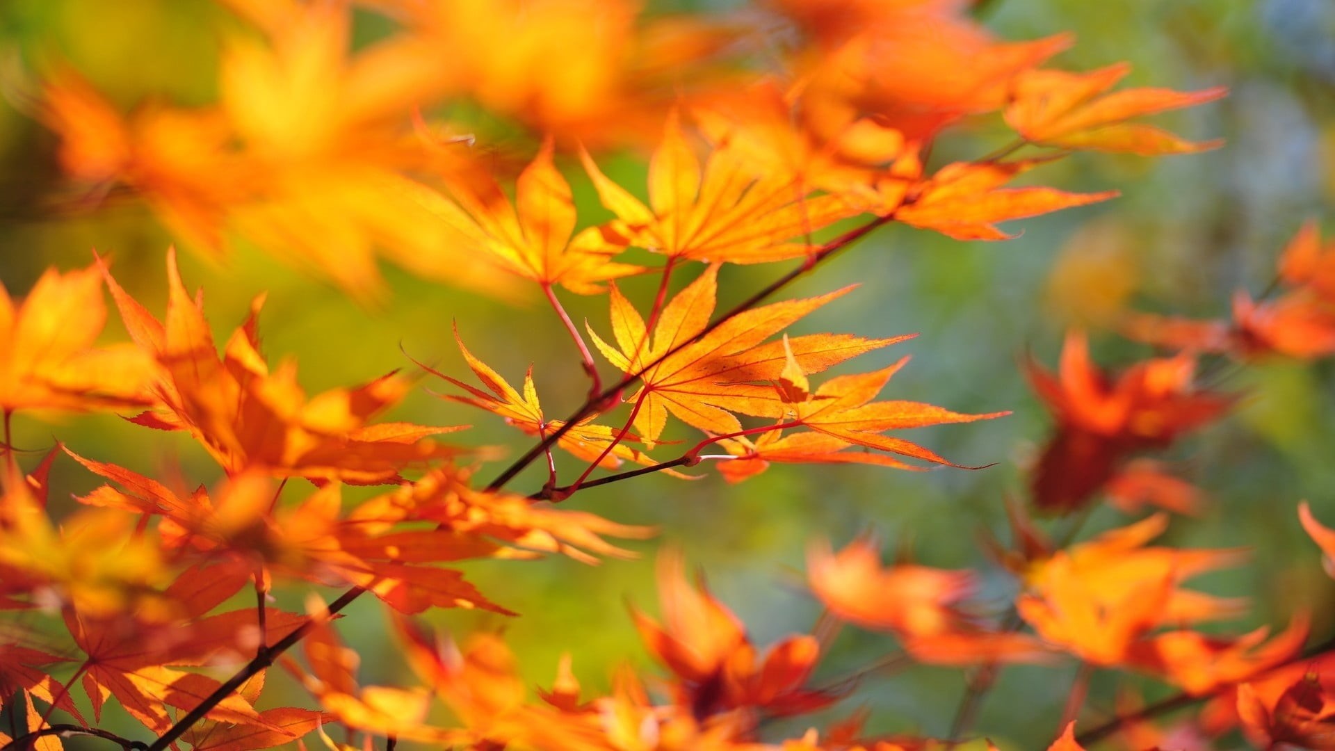 environment, growth, macro, beech Tree, change, plant part, beauty In Nature, day, november, yellow, bright, vulnerability, maple Tree, maple Leaf, season, HD Wallpaper