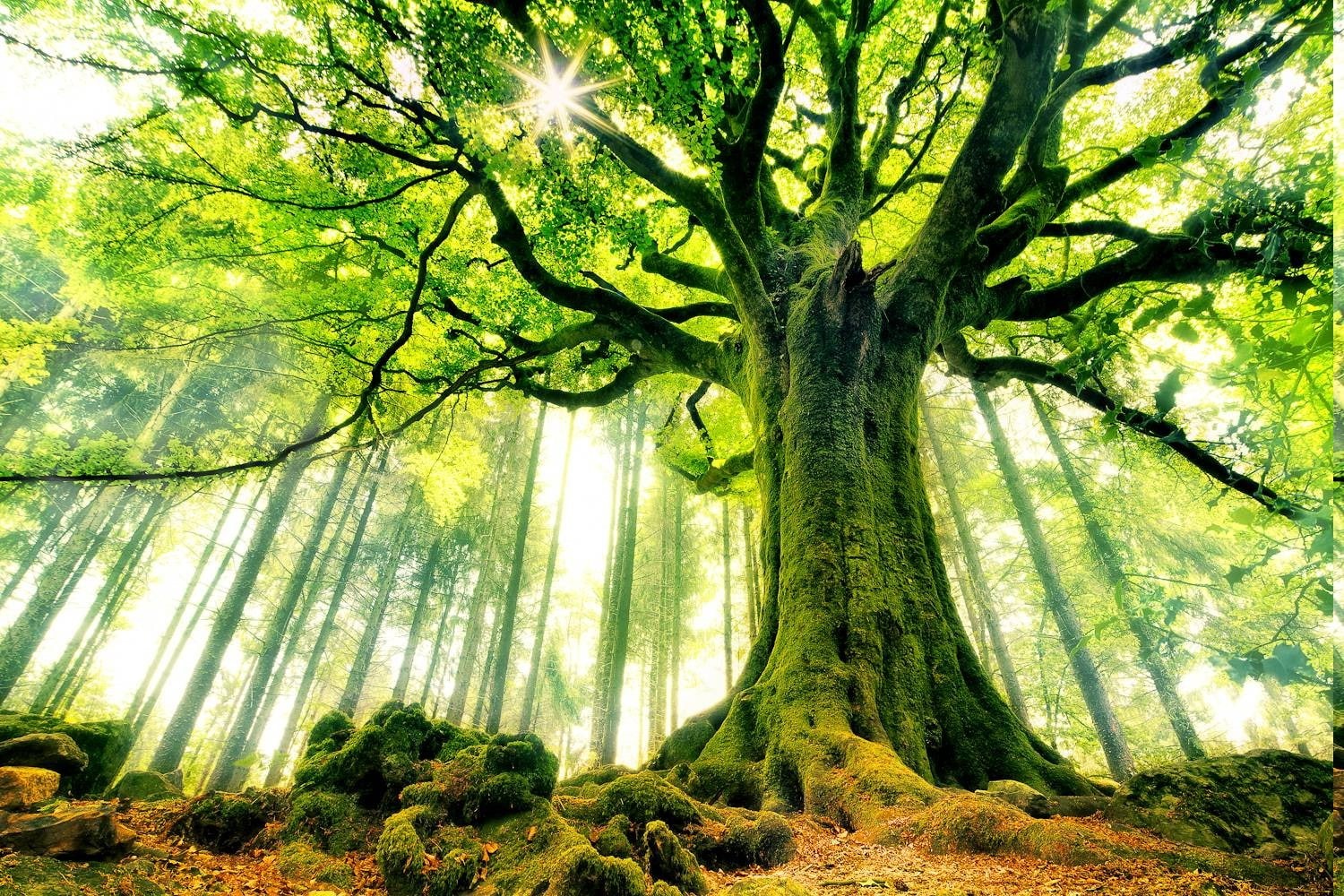 beech, moss, plant, Sun Rays, Green, tree, tree trunk, low angle view, roots, Trees, scenics - nature, Ancient, outdoors, beauty in nature, no people, forest, HD Wallpaper