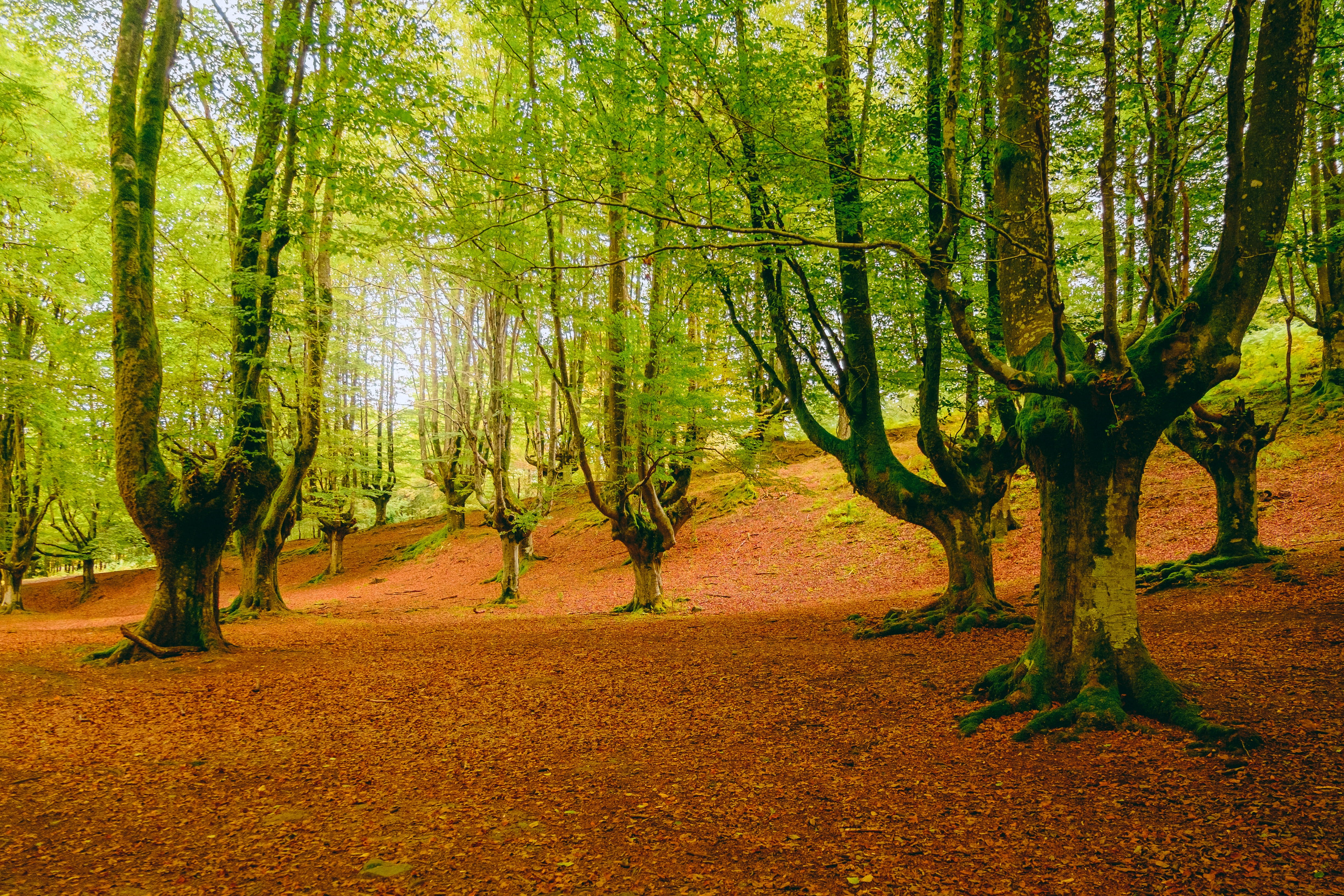 coniferous tree, hayedo de otzarreta, beech, forest, beauty in nature, woodland, non-urban scene, land, plant, landscape, arboles, altzusta, tree trunk, HD Wallpaper