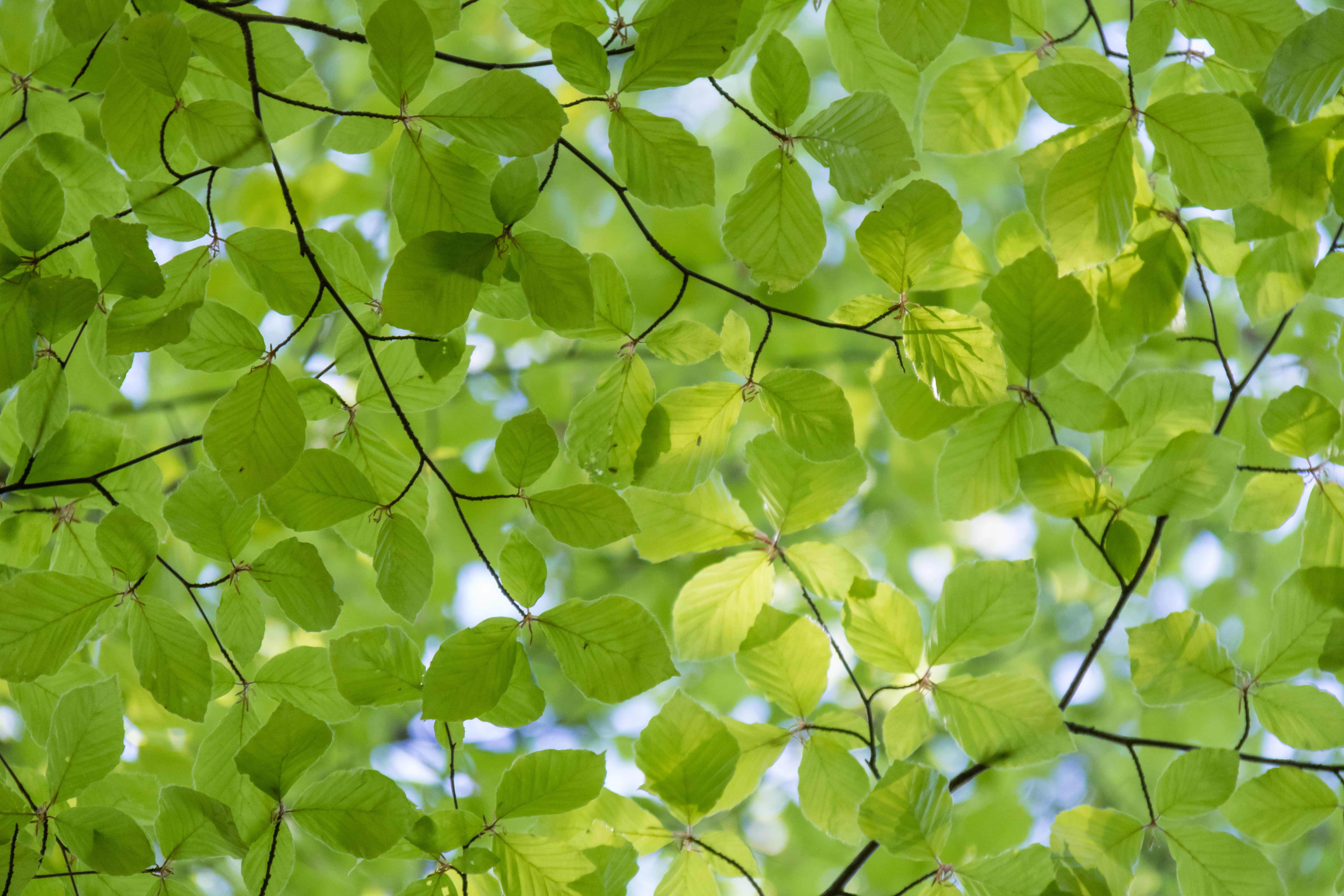 daytime, environment, country, tree, canon eos, s18, geo, ƒ / 5, beech, white, leaf, mönster, skog, iso_speed, model, lens, structure, leaved, 760d, close-up, HD Wallpaper