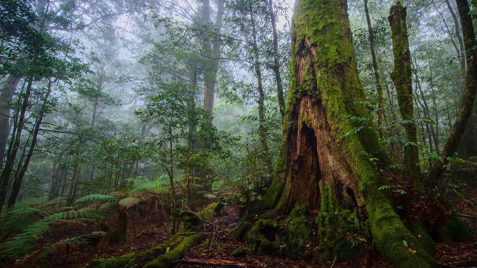 nature reserve, rainforest, nature, outdoors, national park, no people, scenics - nature, tree trunk, remote, vegetation, trunk, land, day, tranquil scene, HD Wallpaper