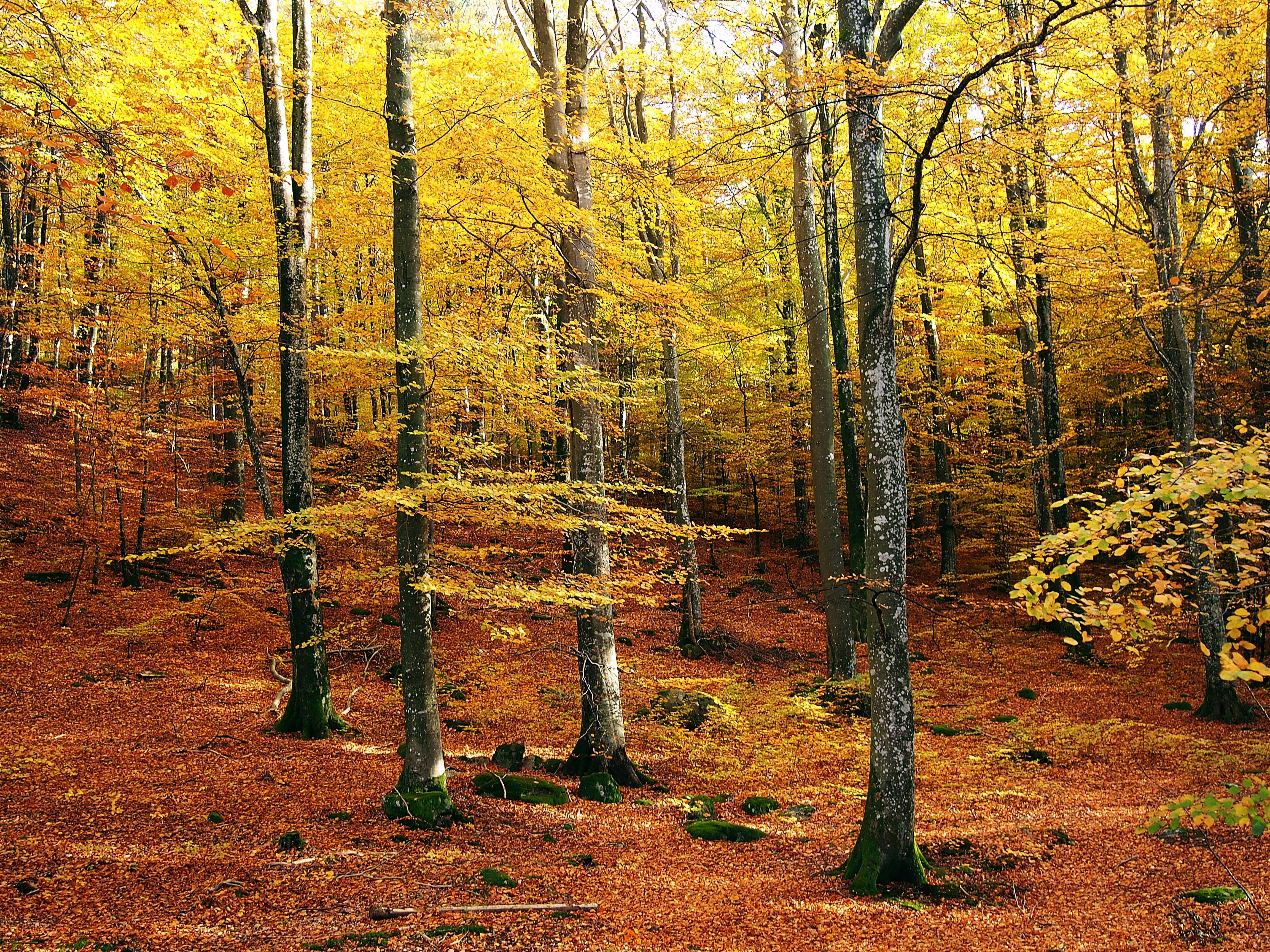 tranquility, pine tree, trail, halland, non-urban scene, tranquil scene, tree trunk, tribes, growth, beauty in nature, fall, autumn colors, day, beech forest, HD Wallpaper