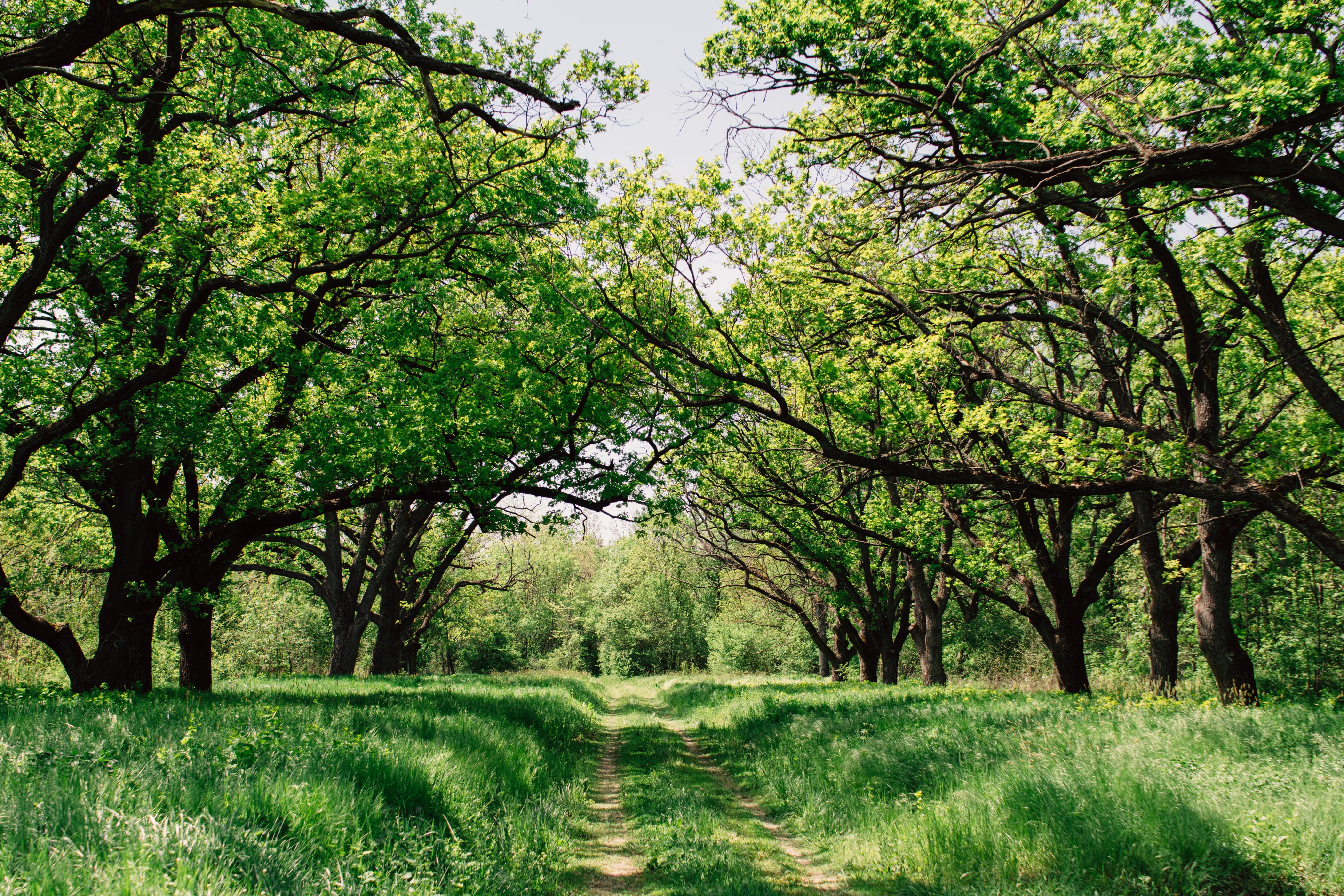 near, plant, day, grass, landscape, non-urban scene, diminishing perspective, vacation, scenics - nature, beauty in nature, direction, growth, tree canopy, HD Wallpaper