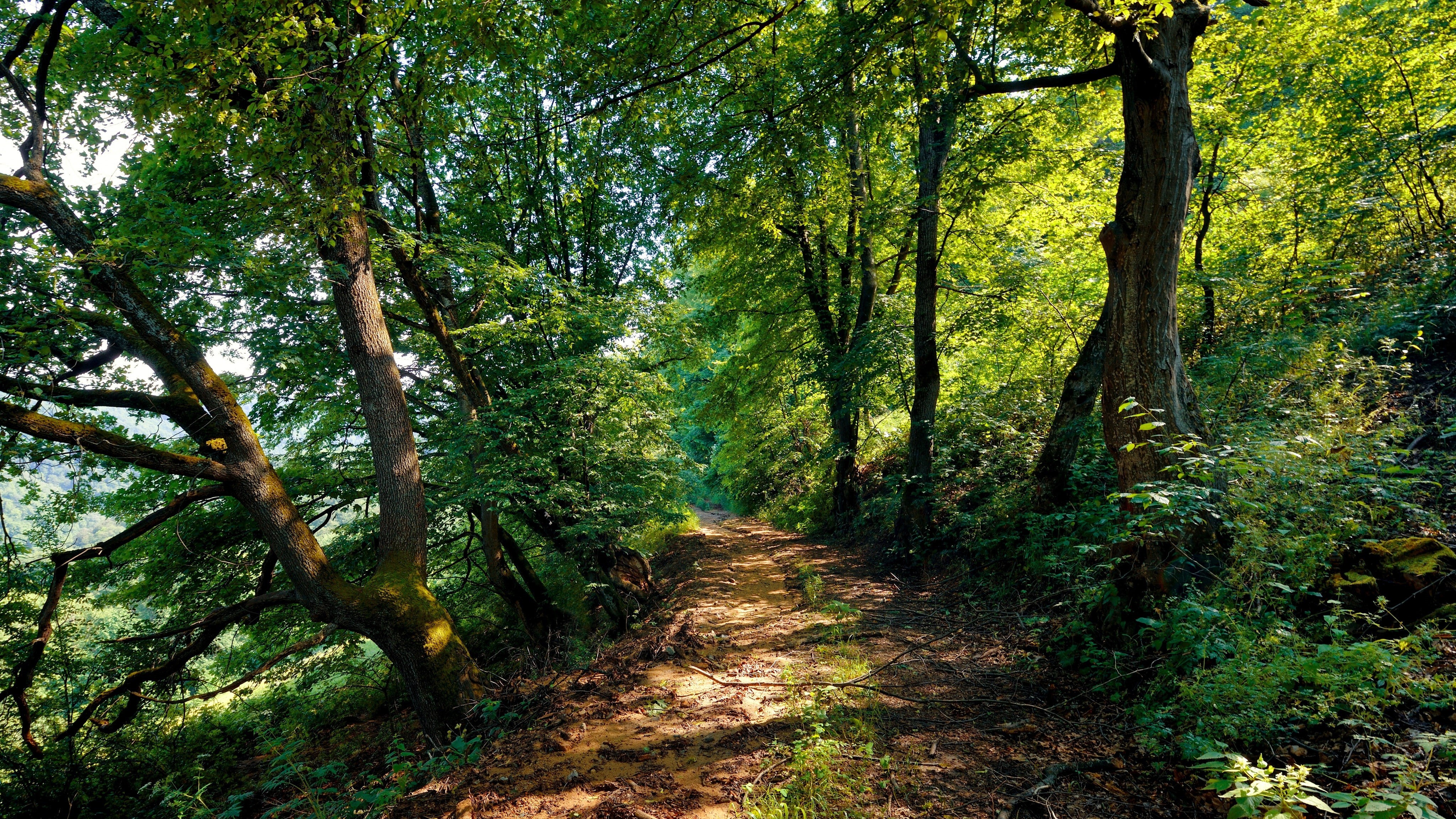 4K, forest, path, dirt road, trees, dappled sunlight, HD Wallpaper