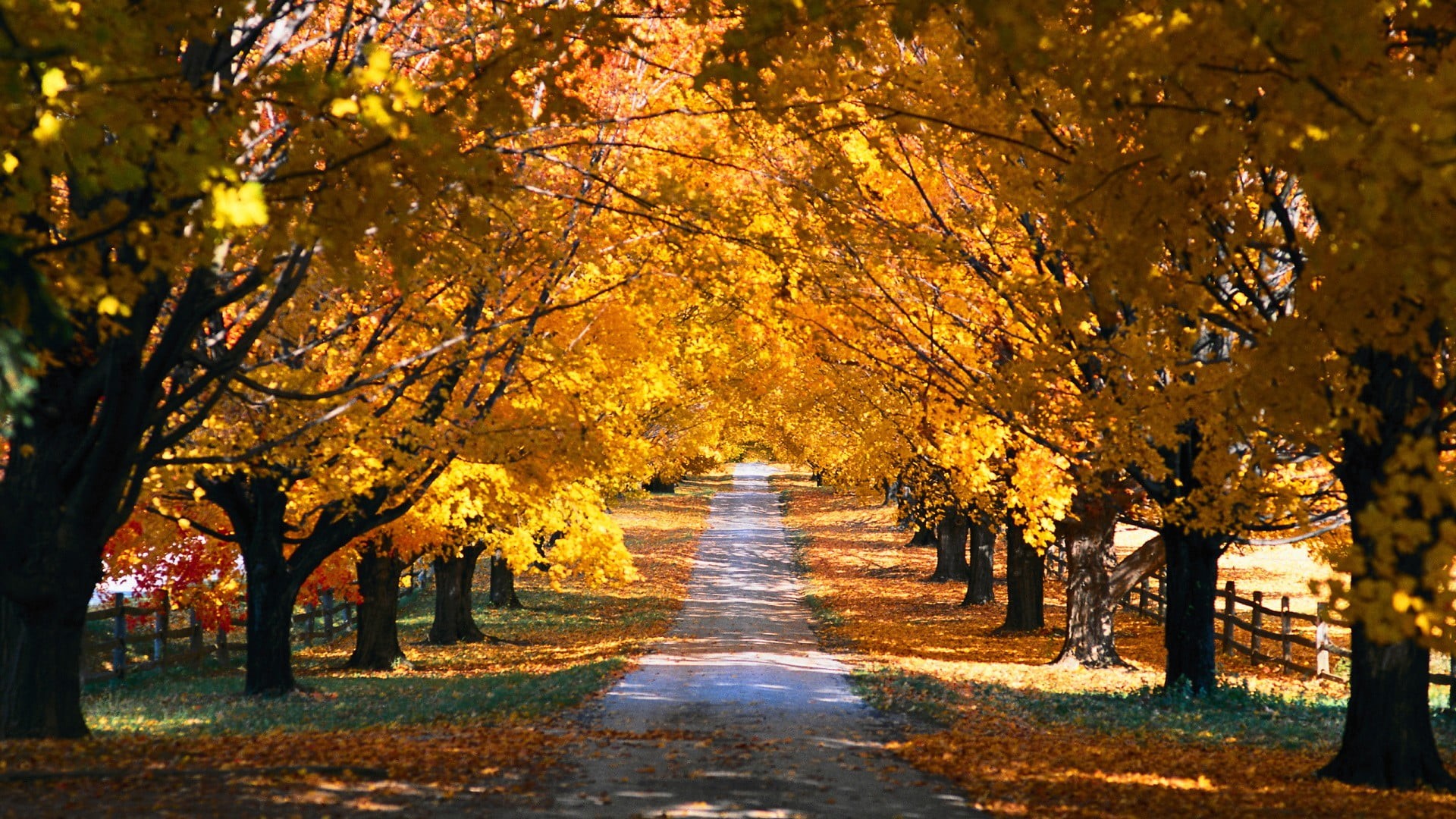 1080P, leaves, dappled sunlight, the way forward, autumn, no people, change, fall, diminishing perspective, tree, plant, yellow, treelined, tree canopy, HD Wallpaper