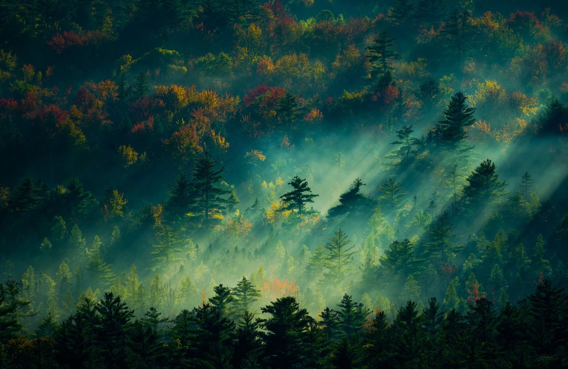 tranquil scene, scenics - nature, fall, day, sunlight, growth, low angle view, trees, lot, land, forest, plant, pine woodland, mist, 1080P, photography, HD Wallpaper