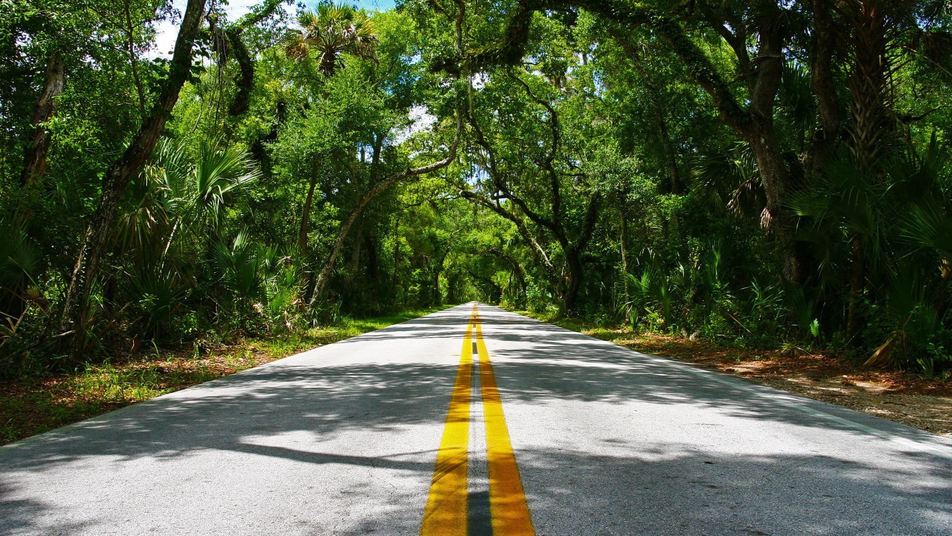 marking, nature, long, symbol, outdoors, diminishing perspective, forest, the way forward, plant, 1080P, empty road, asphalt, direction, beauty in nature, HD Wallpaper
