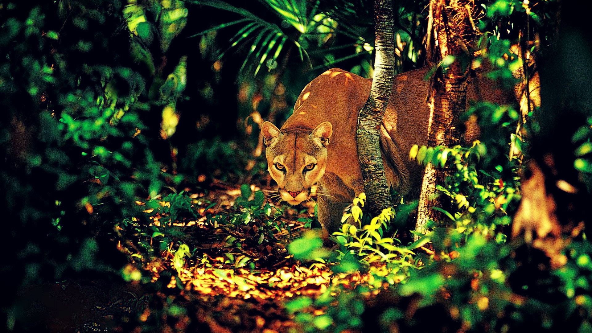 no people, big cats, selective focus, animals, plant, vertebrate, dappled sunlight, tree, plant part, mammal, animal, nature, animals in the wild, animal themes, HD Wallpaper