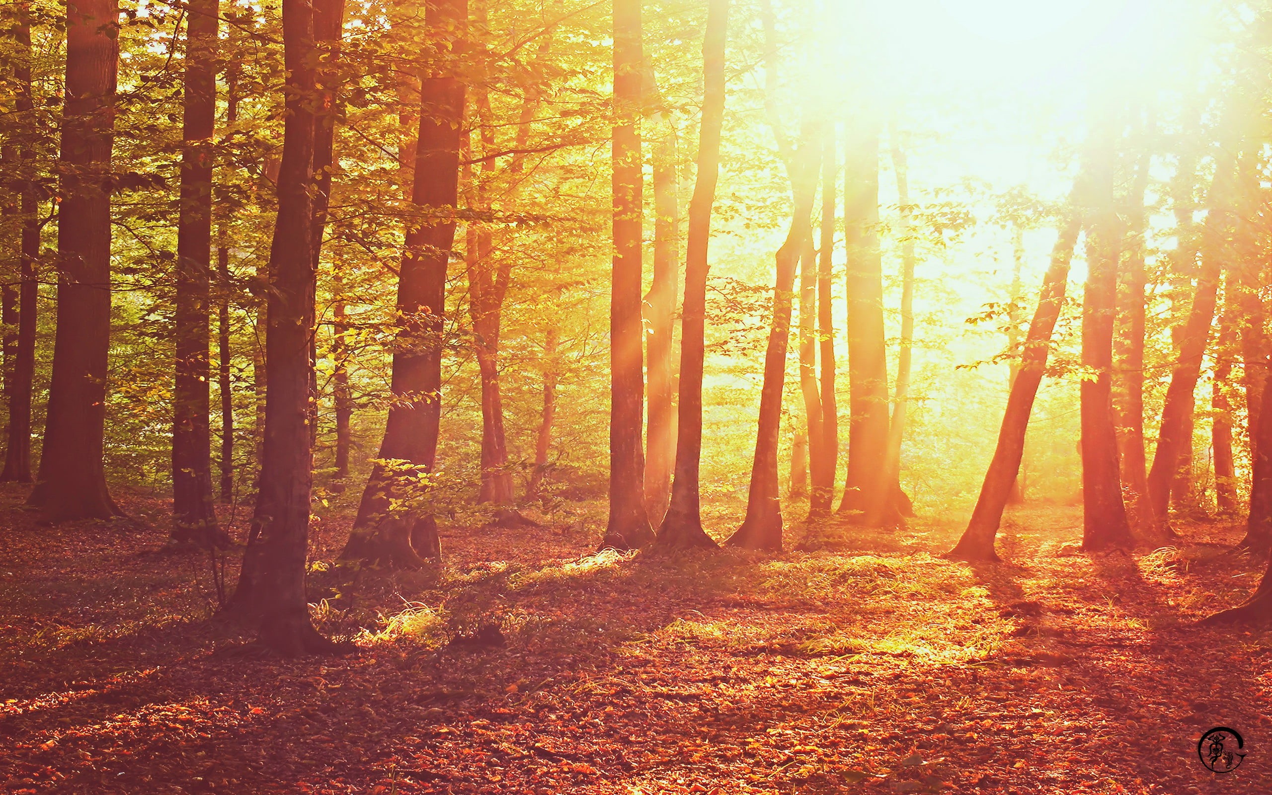 land, 2K, sunlight, outdoors, scenics - nature, autumn, beauty in nature, landscape, non-urban scene, day, sun, tree trunk, tranquil scene, no people, HD Wallpaper