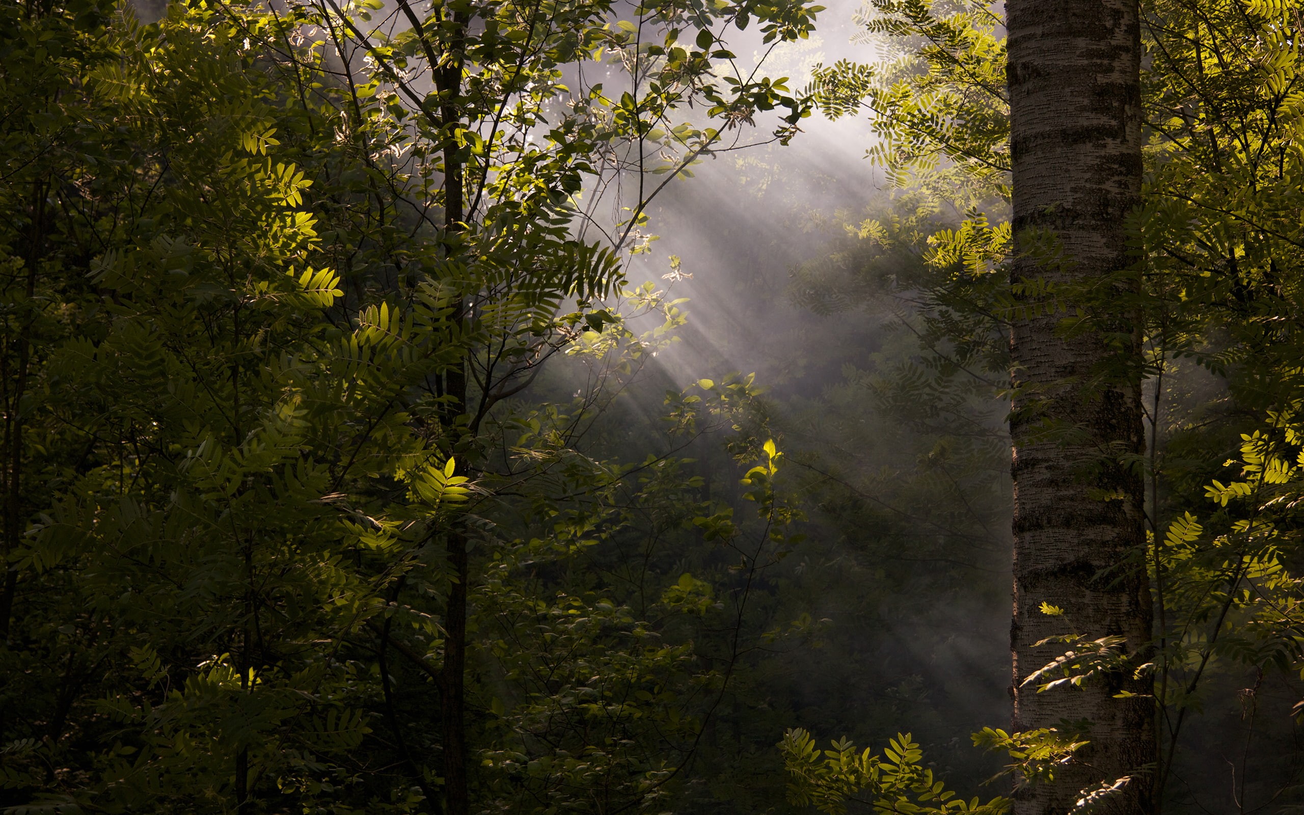 forest, mist, foliage, sun rays, deep forest, nature, dappled sunlight, 2K, HD Wallpaper