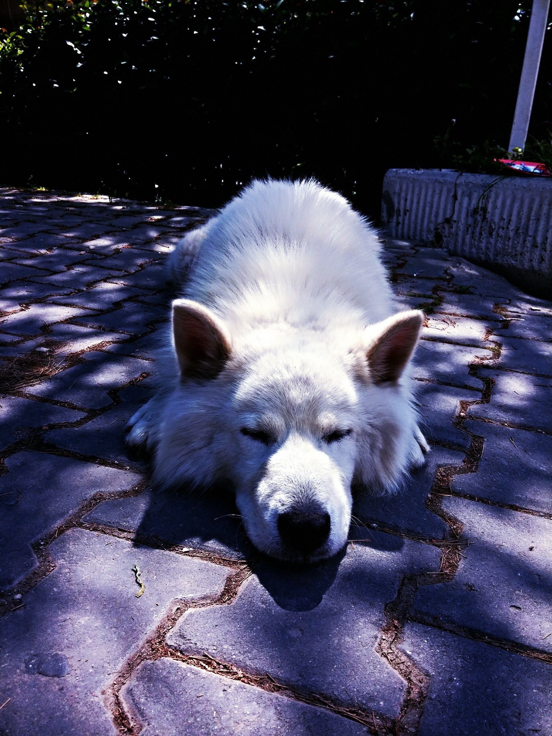 domestic, Siberian Husky, portrait, 2K, day, dappled sunlight, animal body part, vertebrate, no people, dog, pets, one animal, sleeping, whisker, mammal, Phone HD Wallpaper