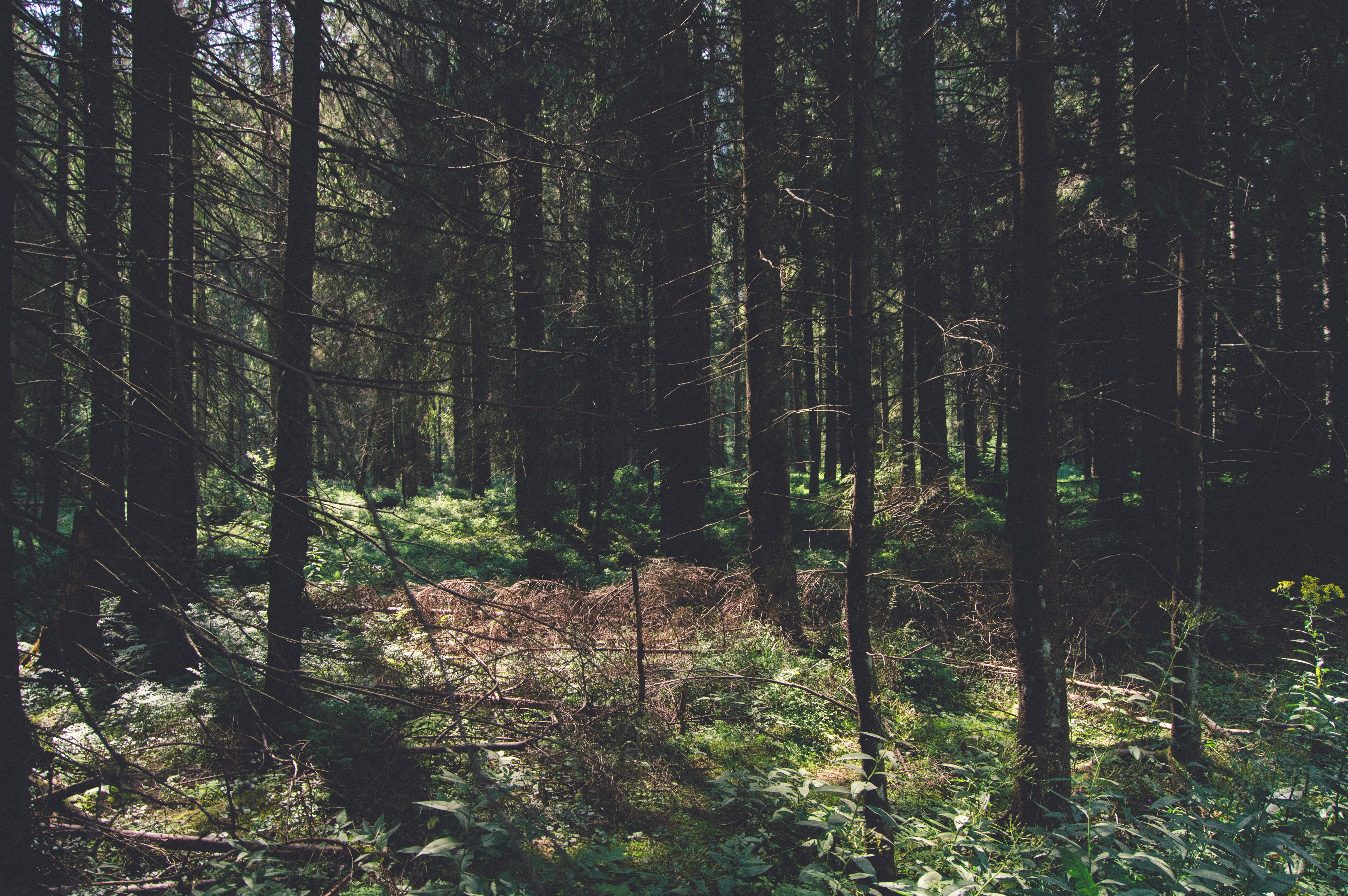 tree trunk, green, non-urban scene, dappled sunlight, beauty in nature, woodland, environment, plant, tree, trees, wilderness, outdoors, land, 5K, tranquil scene, HD Wallpaper