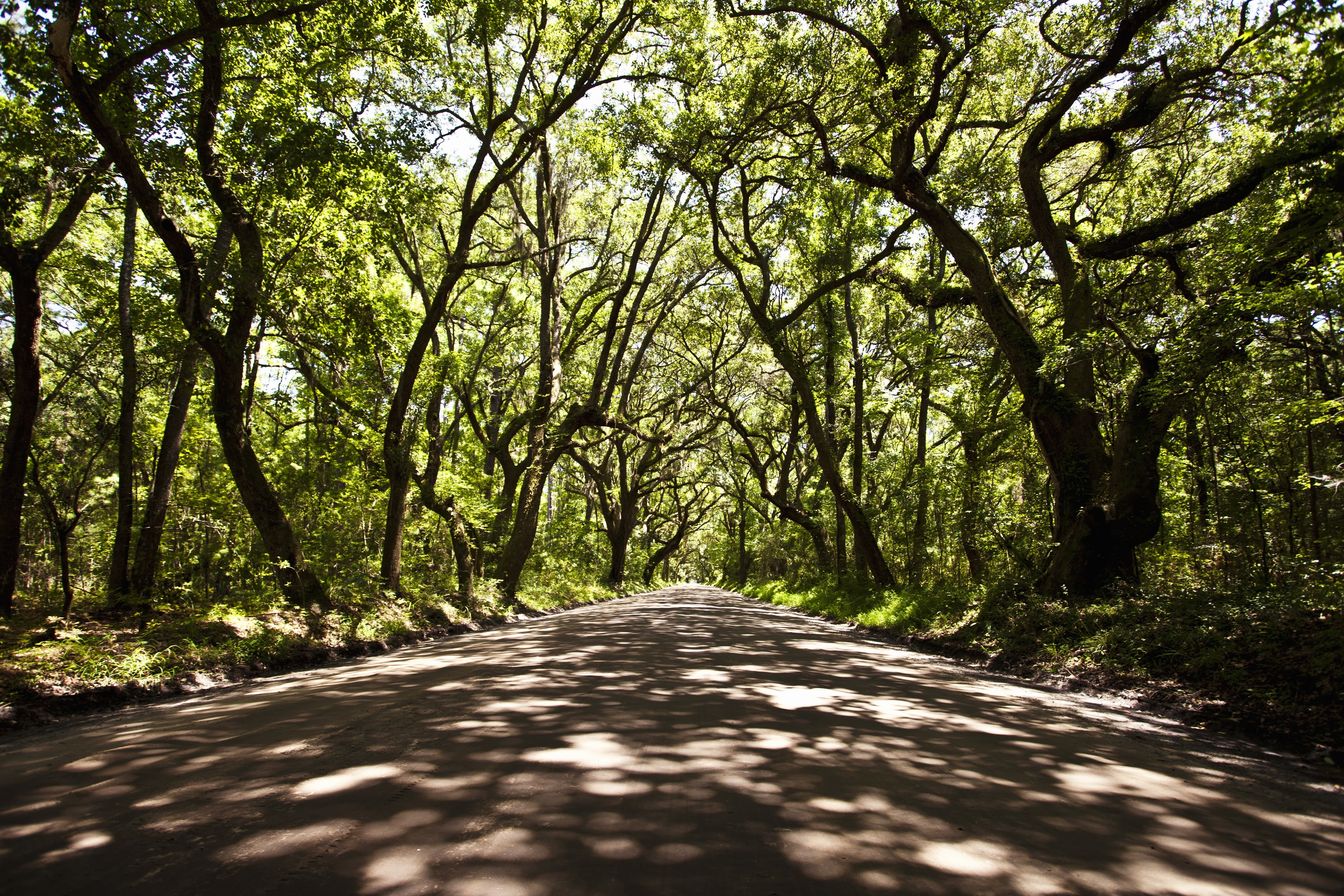 forest, vanishing point, woodland, plants, day, growth, plant, green, green color, 5K, beauty in nature, treelined, long, road, the way forward, diminishing perspective, HD Wallpaper