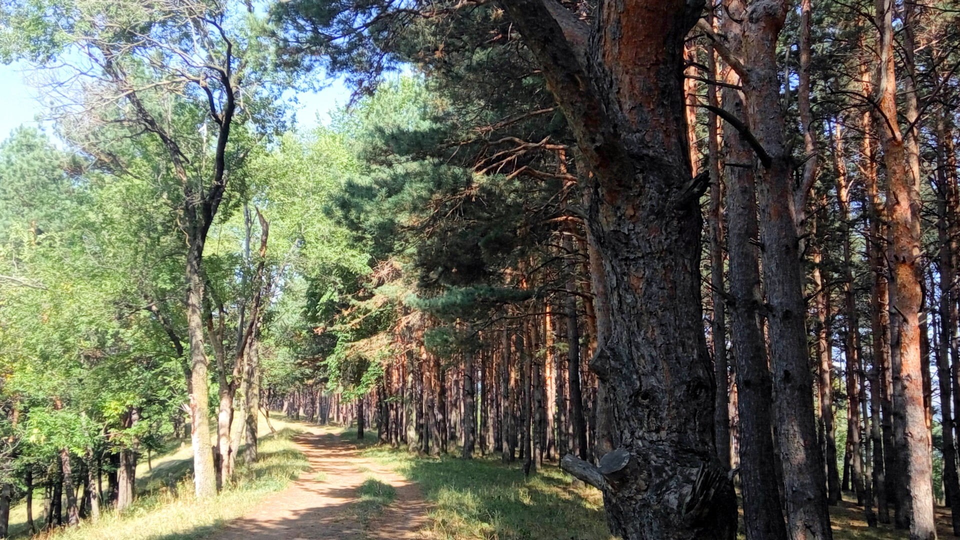 pathway, direction, beauty in nature, nature, day, footpath, forest, trail, tree trunk, tranquil scene, woodland, the way forward, tranquility, pine trees, HD Wallpaper