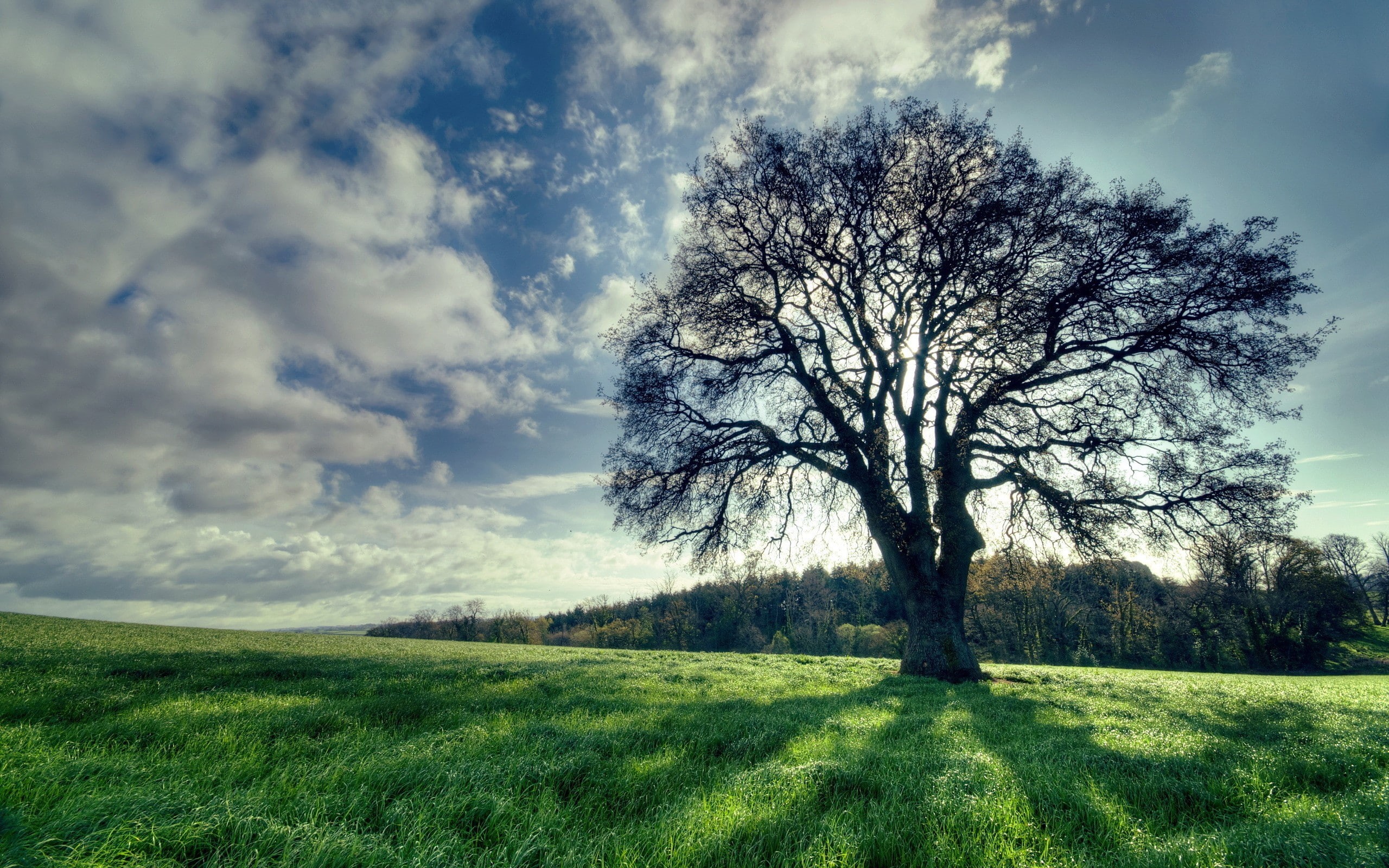 spring, 2K, landscape, dappled sunlight, field, trees, HD Wallpaper