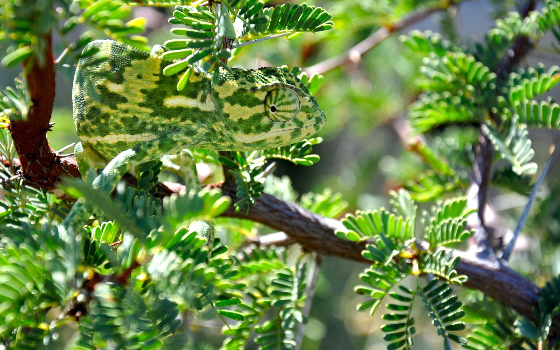animals, chameleons, branch, nature, green, 1080P, dappled sunlight, leaves, HD Wallpaper