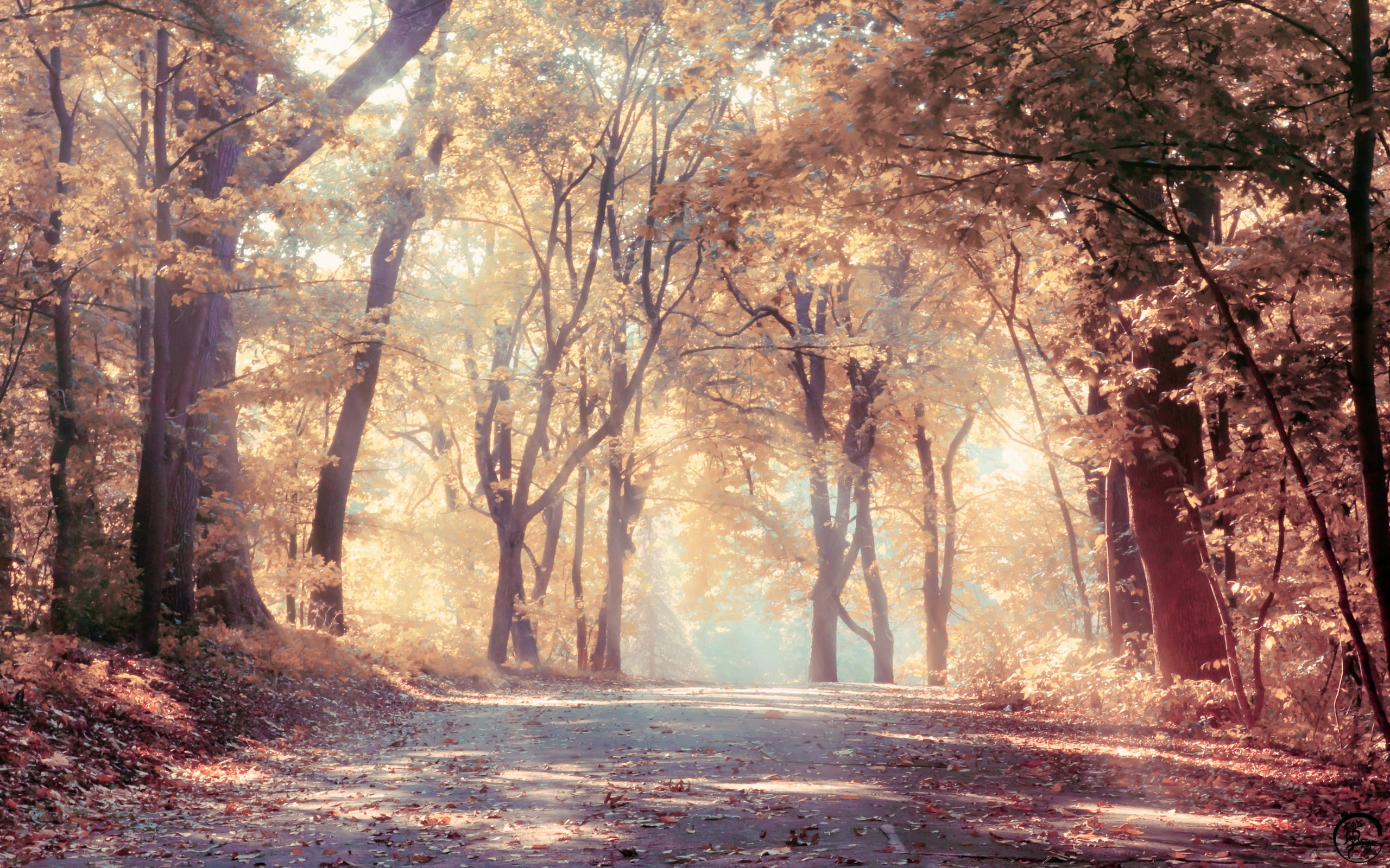 fall, trees, dappled sunlight, nature, 2K, road, HD Wallpaper
