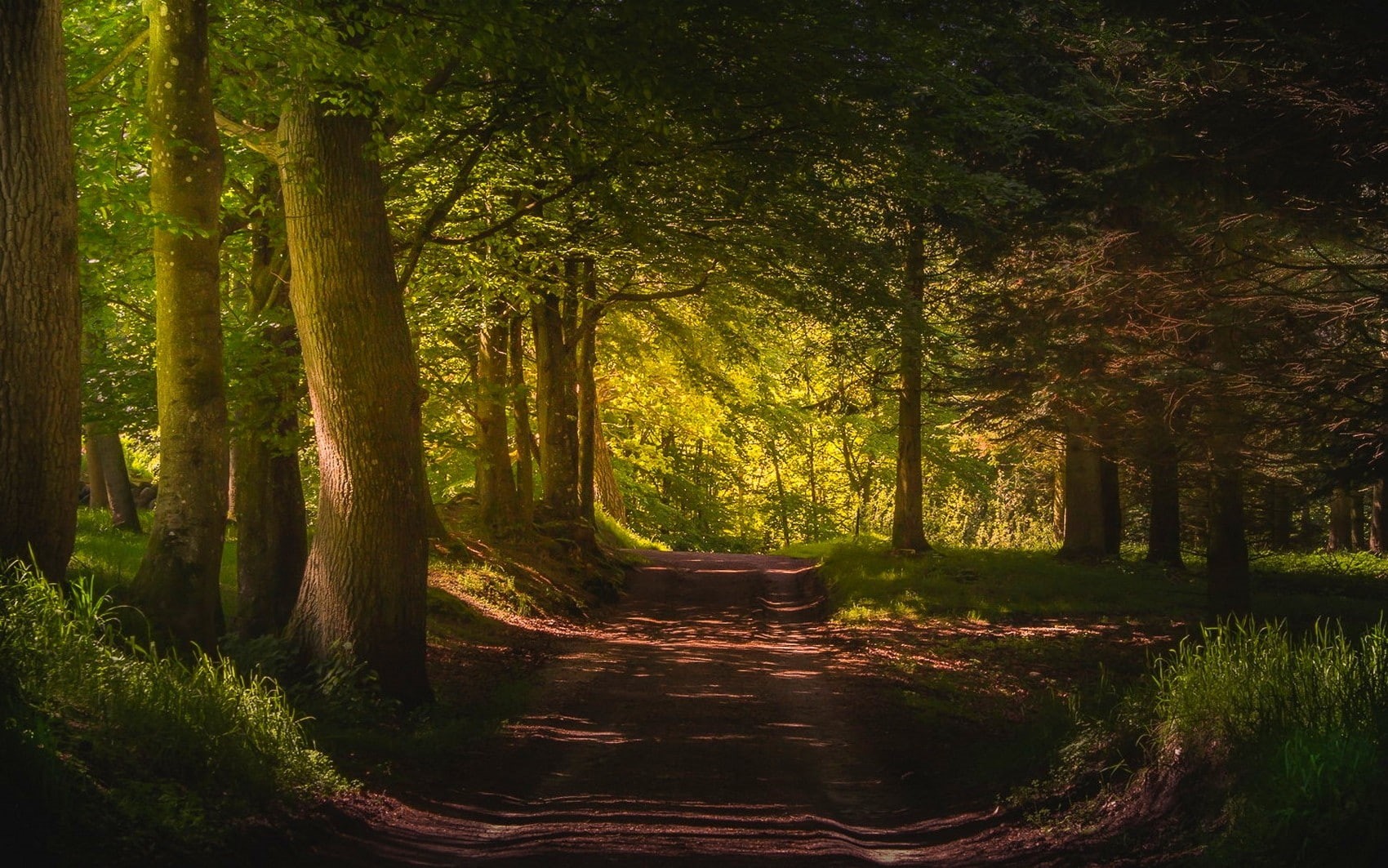 non-urban scene, the way forward, Denmark, wood, trees, direction, trunk, tree, outdoors, beauty in nature, forest, woodland, scenics - nature, nature, HD Wallpaper