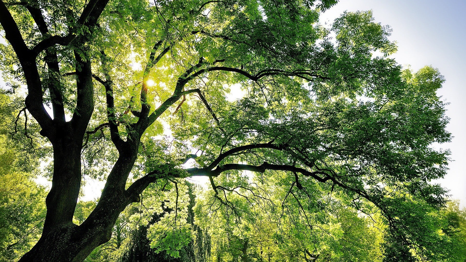trees, bench, nature, 1080P, dappled sunlight, landscape, HD Wallpaper