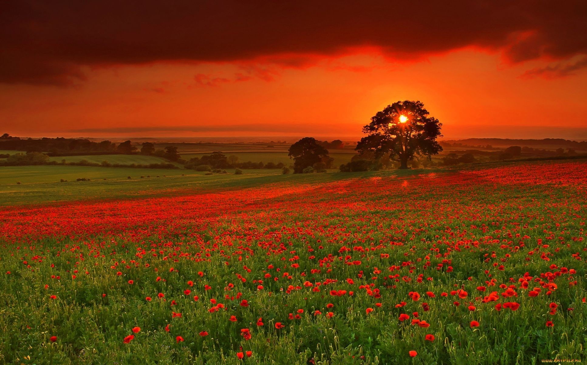 skyscape, sunset, 1080P, landscape, dappled sunlight, field, puppies, HD Wallpaper