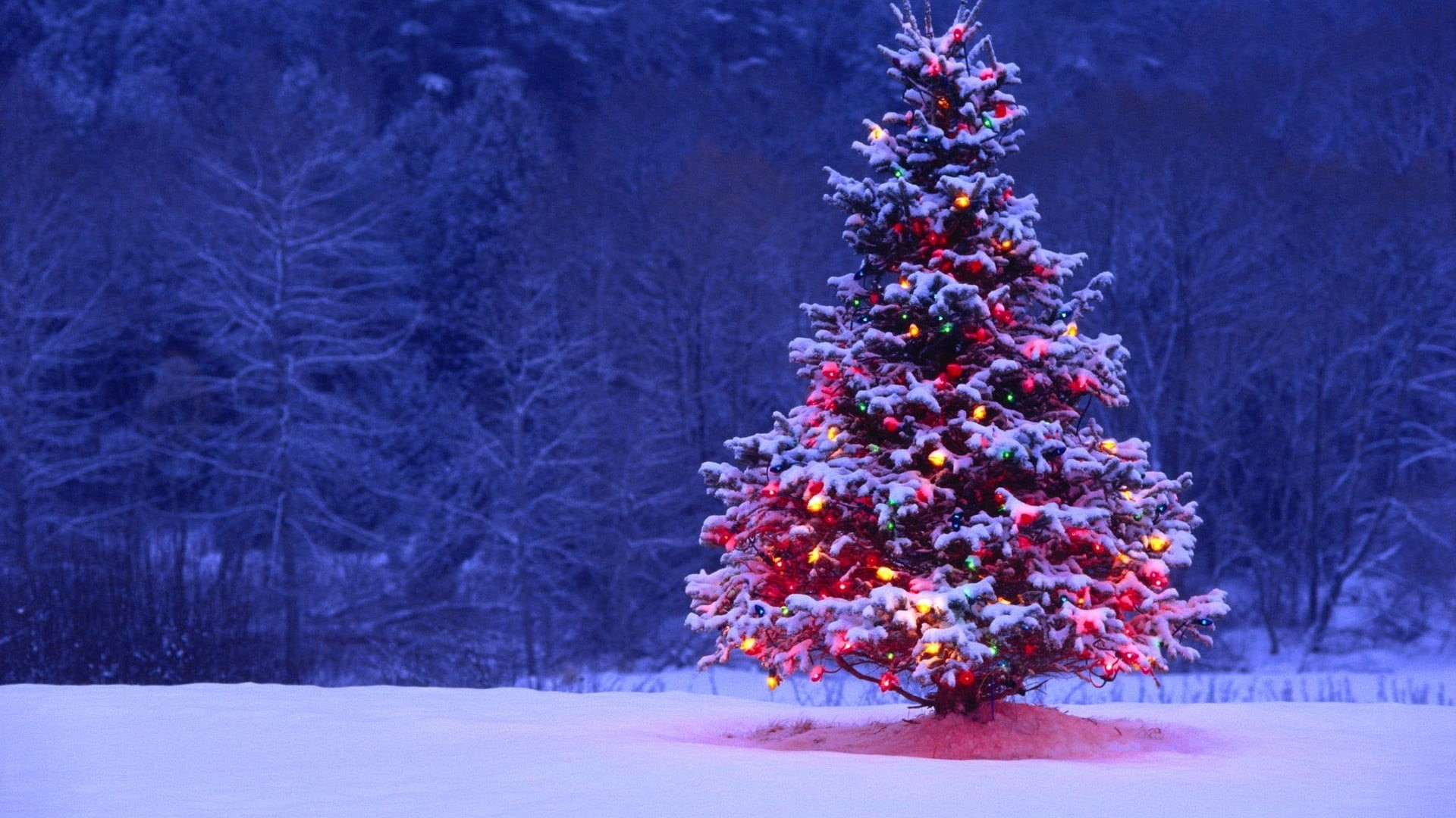 tranquility, forest, tree, no People, winter, holiday, holiday - event, celebration, nature, plant, night, christmas decoration, scenics, frost, evergreen tree, HD Wallpaper