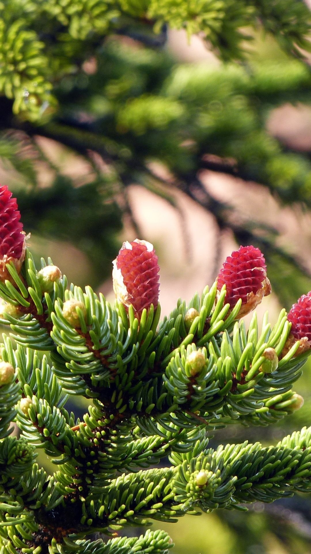 food, green color, plant, trees, no people, coniferous tree, spruce, pine cones, tree, freshness, close-up, outdoors, branch, plant part, food and drink, Phone HD Wallpaper