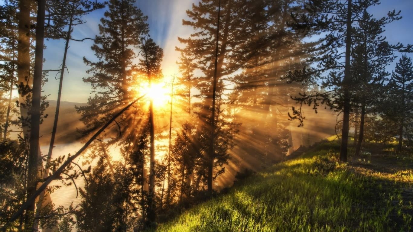 morning, crepuscular, growth, beauty in nature, lens flare, rays, tranquil scene, field, bright, outdoors, tranquility, non-urban scene, sunbeam, grass, HD Wallpaper