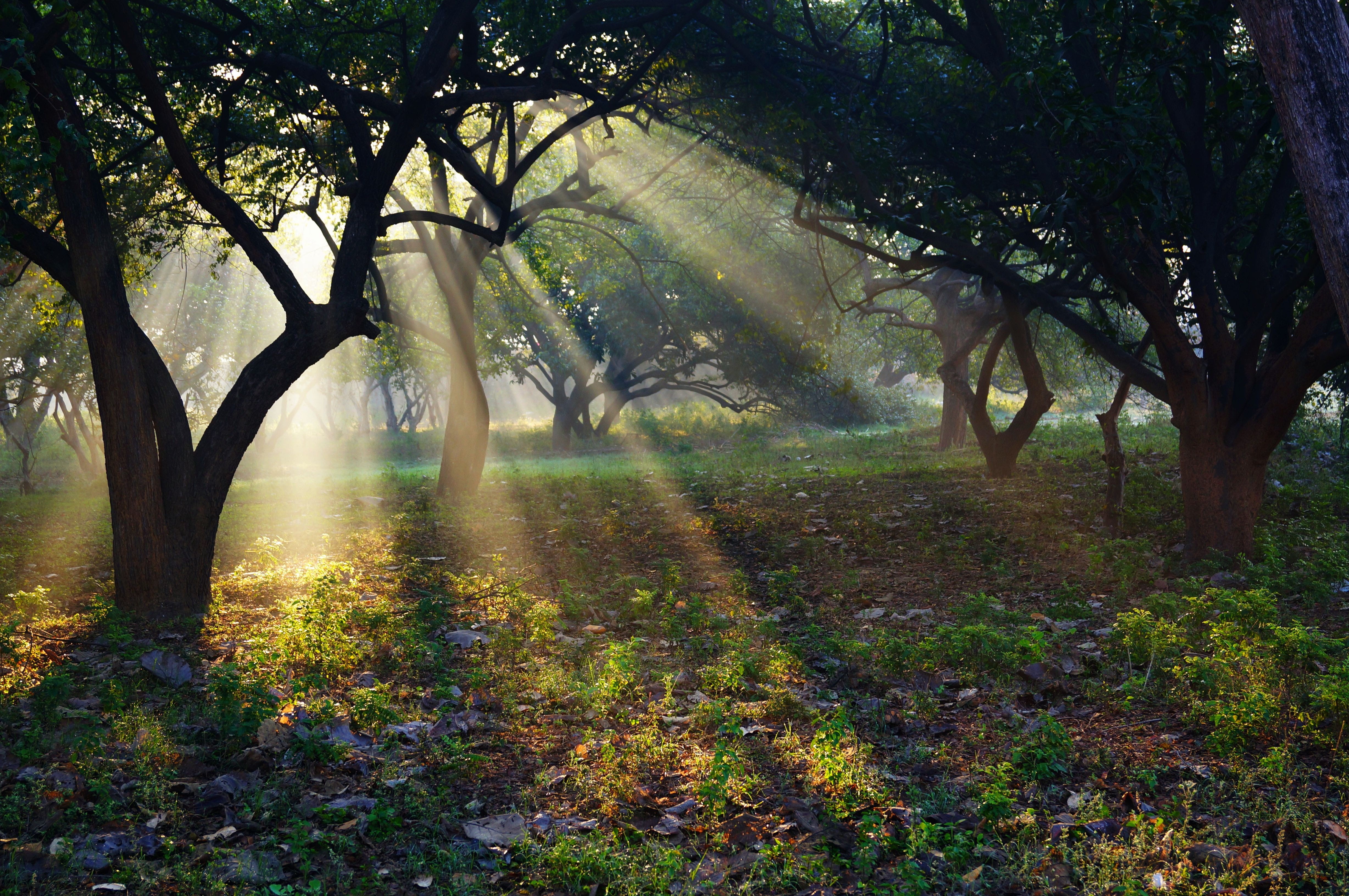 outdoors, tree trunk, culture, nature, forest, tranquility, travel, beauty in nature, crepuscular, sunlight, growth, temple, fog, land, pradesh, trunk, HD Wallpaper