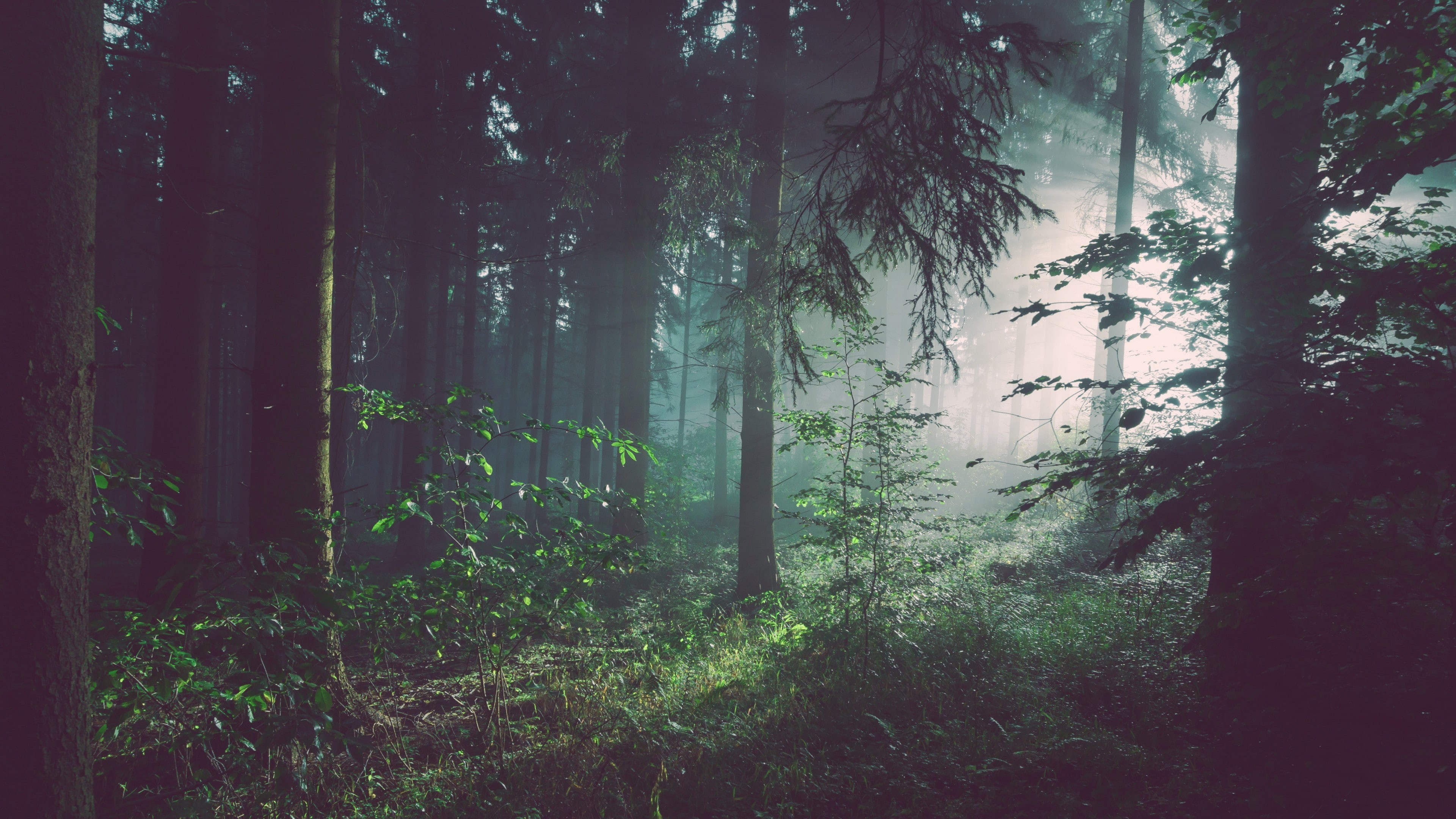 natural light, 4K, forest, trees, crepuscular rays, mist, nature, leaves, sun rays, landscape, branch, HD Wallpaper