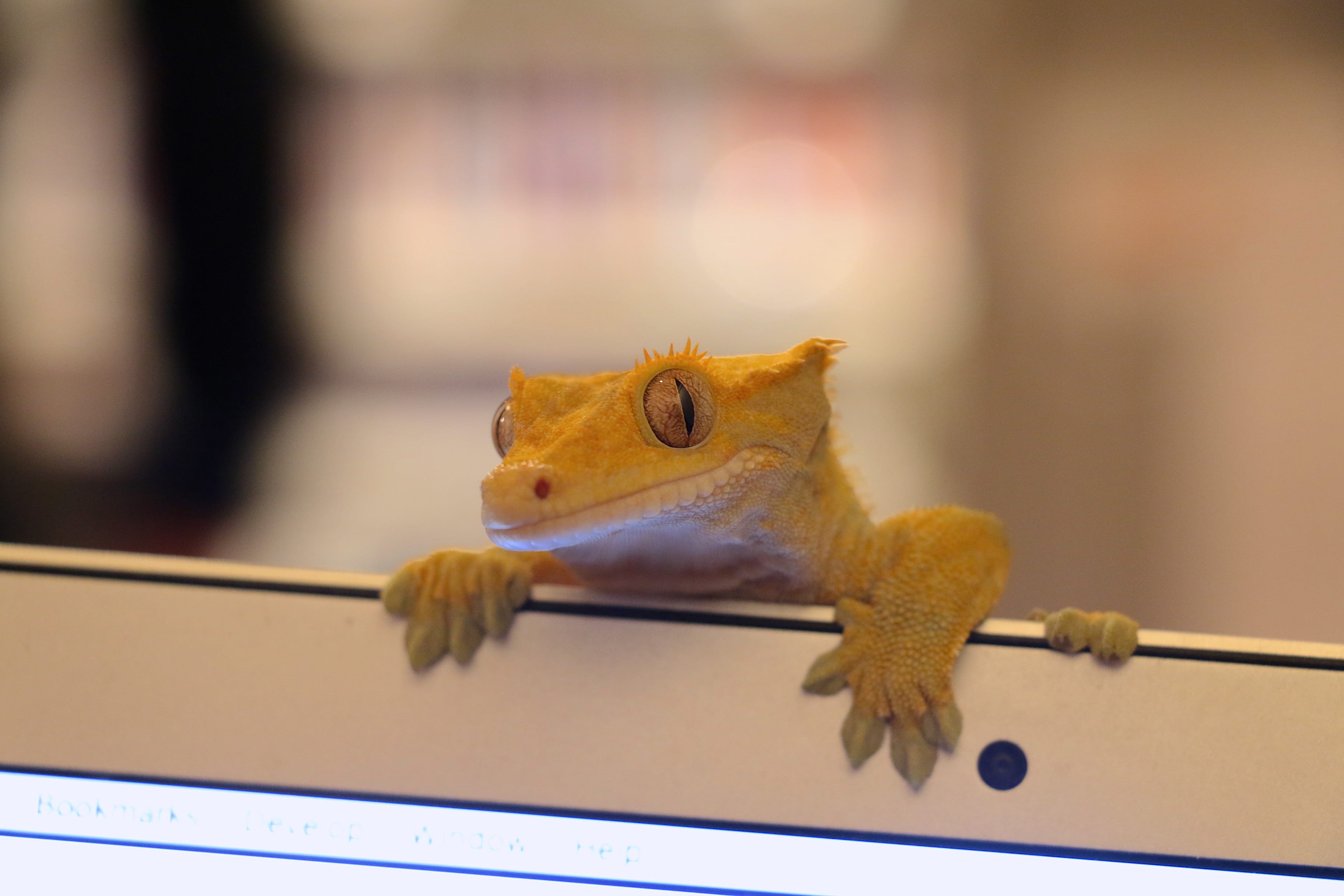animal, animal representation, correlophus ciliatus, domestic, stuffed toy, toy, vertebrate, close-up, reptile, no people, work distraction, 2K, hungry, HD Wallpaper