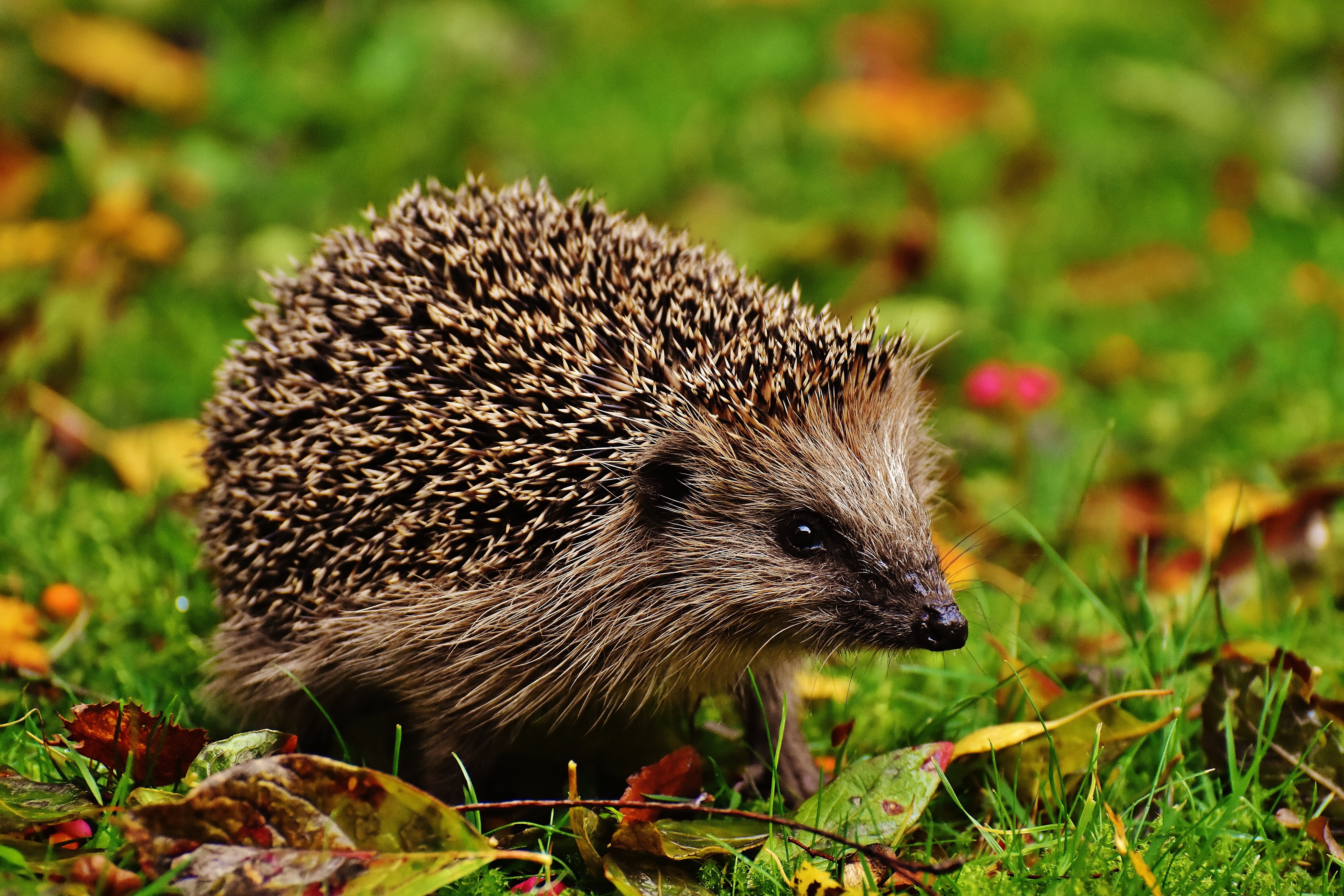 animal wildlife, garden, nocturnal, animal themes, mammal, autumn, crepuscular, outdoors, meal, field, plant, hannah, grass, vertebrate, 5K, one animal, HD Wallpaper