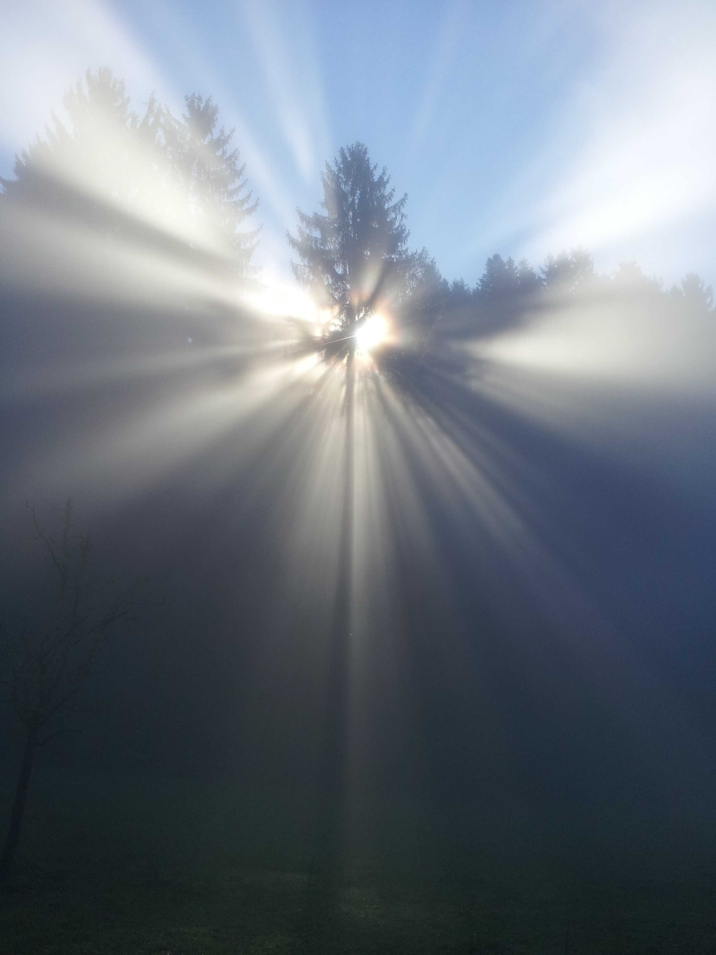 faith, day, nature, solar flare, rebirth, plant, light - Natural Phenomenon, idyllic, god, no people, tranquility, mood, birth, sunlight, tree, outdoors, Phone HD Wallpaper