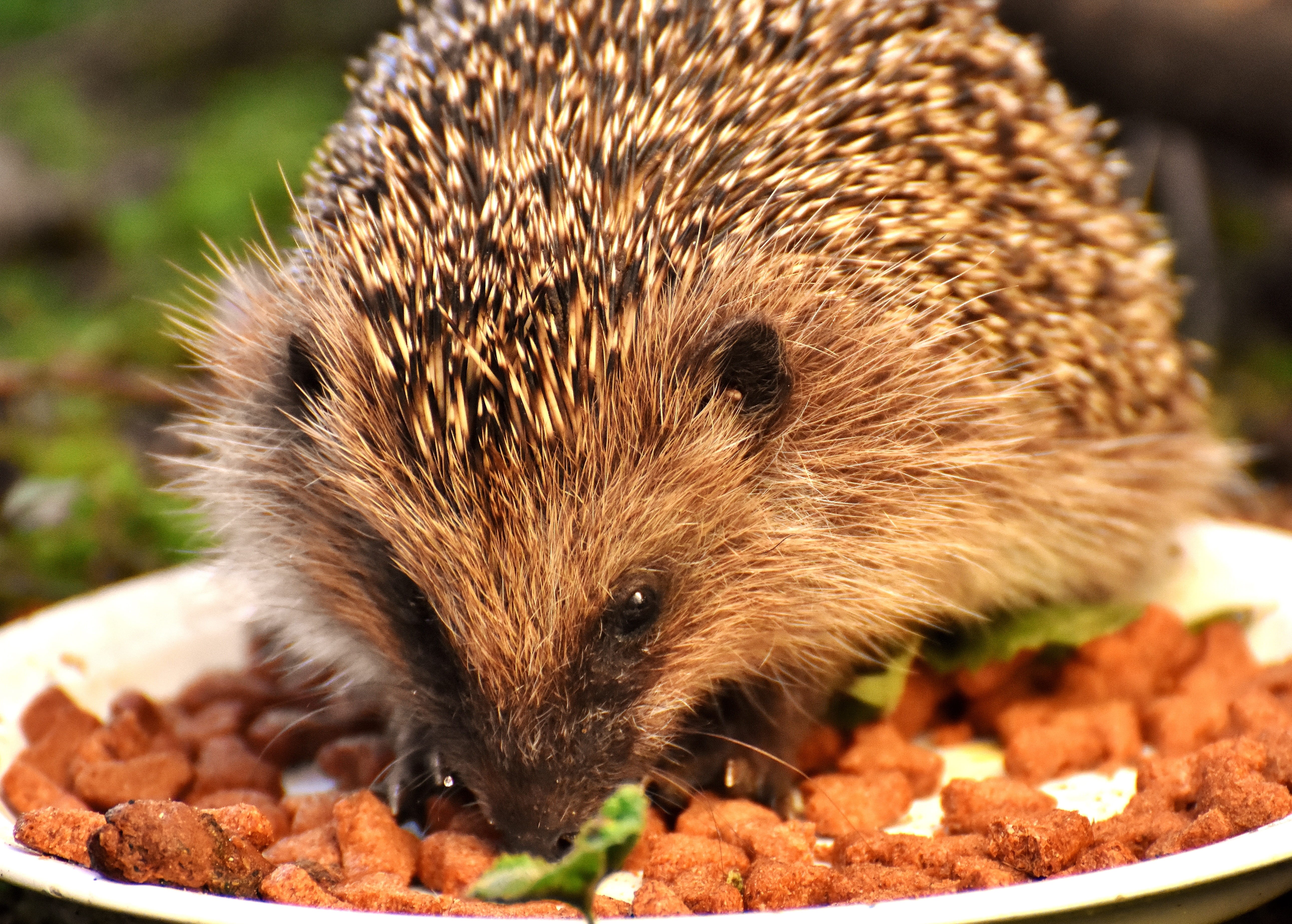 foraging, eating, hedgehog child, vertebrate, animal, focus on foreground, autumn, nocturnal, spiked, no people, porcupine, crepuscular, close-up, mammal, HD Wallpaper