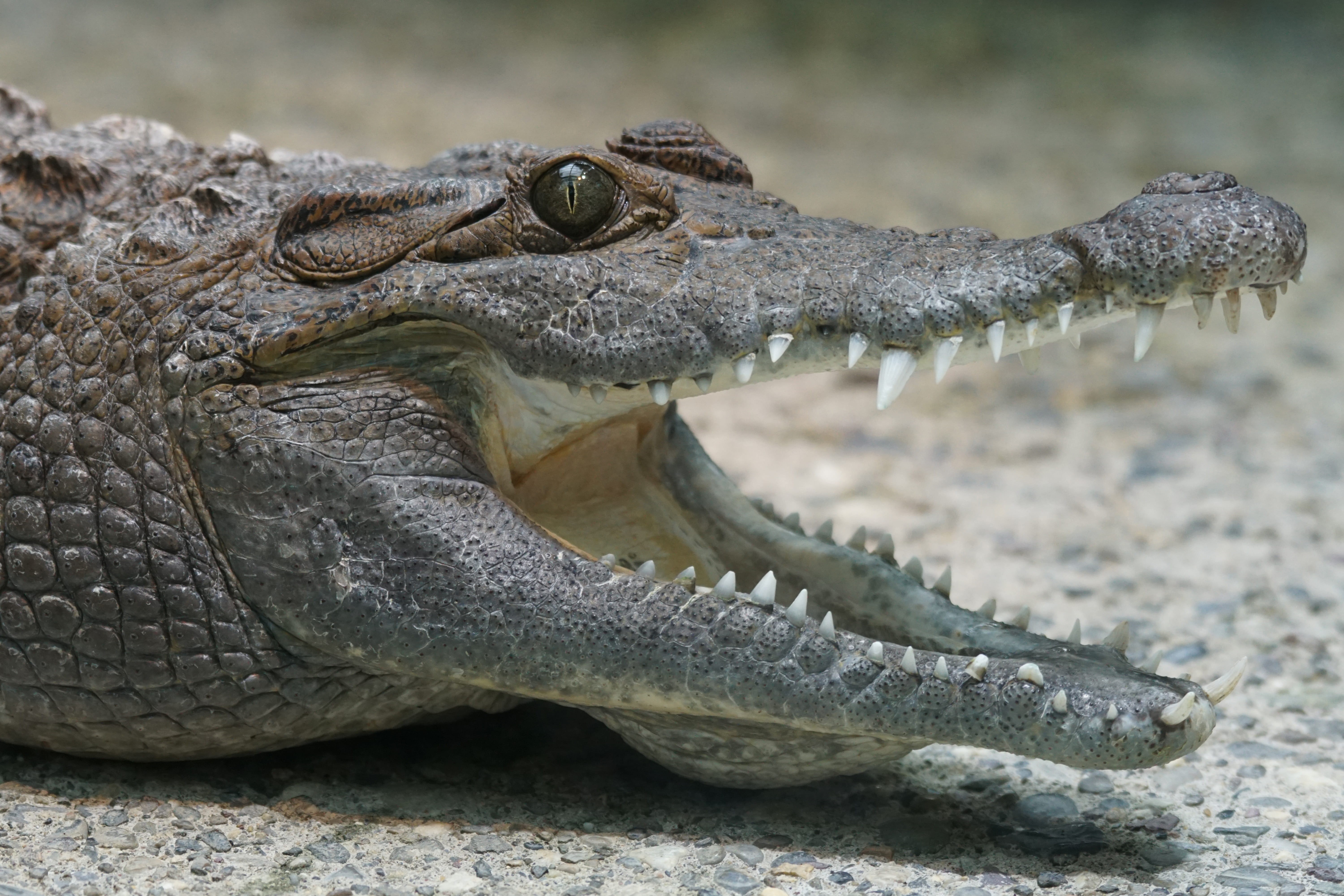 wetland, animal head, river, communication, gray, profile view, freshwater, panzer estate, 5K, throat, dangerous, no people, tooth, mouth, nocturnal, crocodylus mindorensis, HD Wallpaper