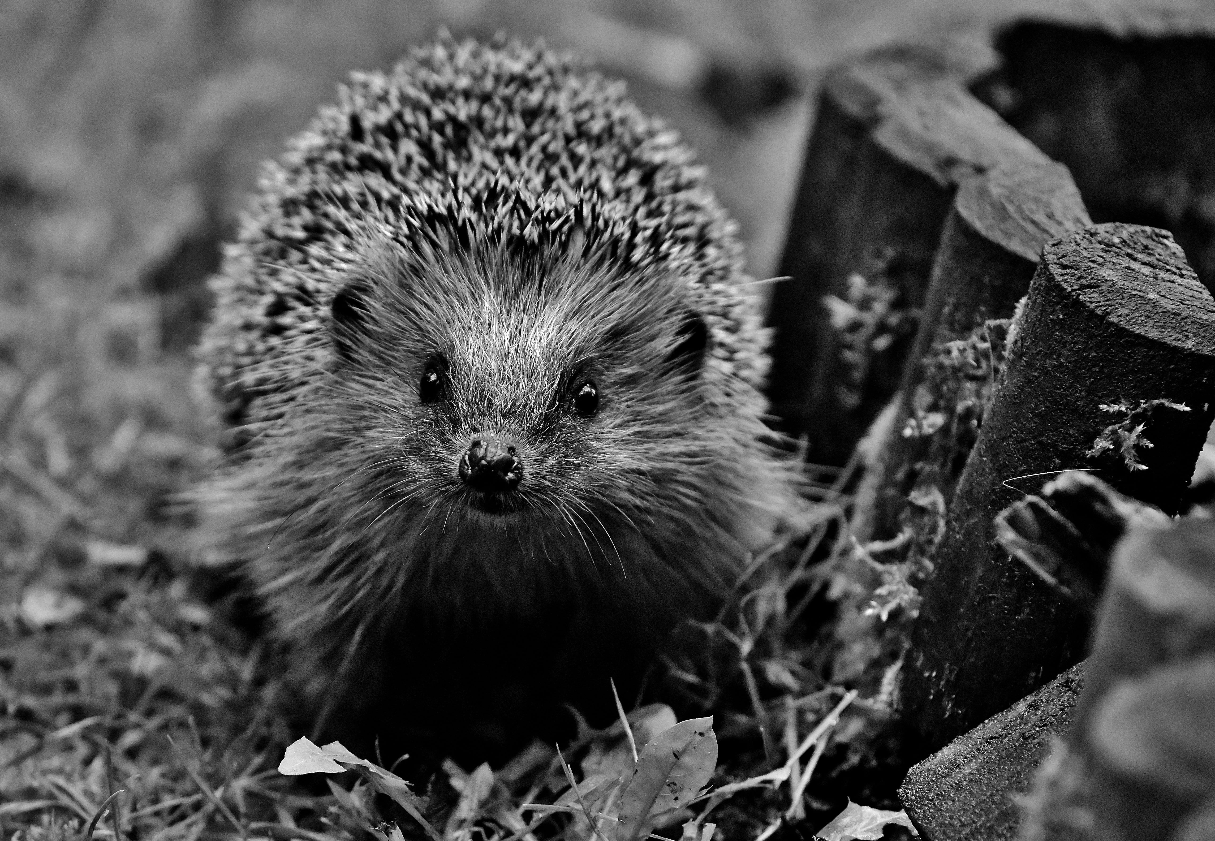 5K, animals in the wild, greyscale, animal world, vertebrate, crepuscular, outdoors, no people, rodent, leaf, day, animal wildlife, looking at camera, HD Wallpaper