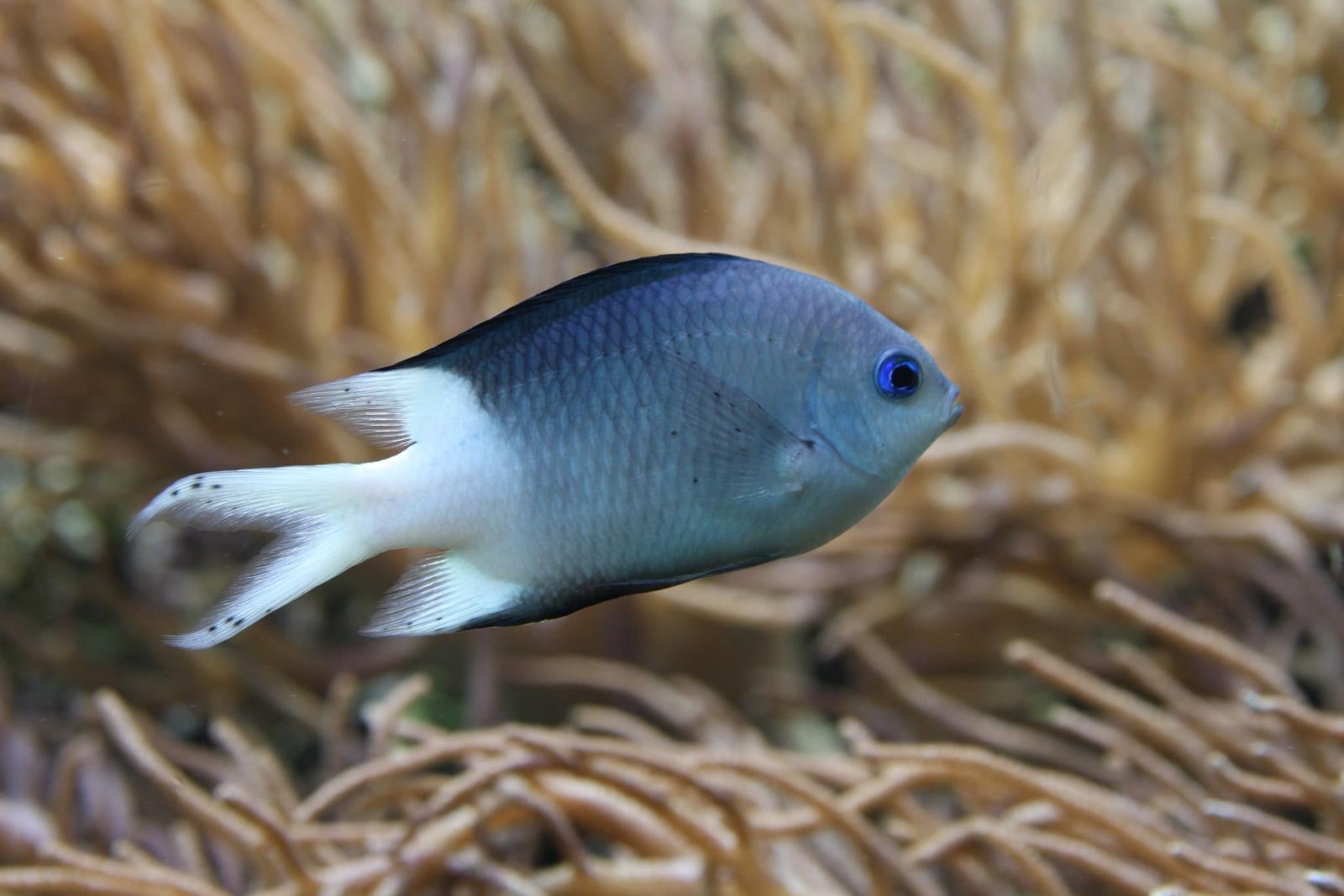 fish, water, animal, park, tropical Climate, Tropical fish, white, Sealife, underwater, nature, close up photography, Tokyo, close, photography, 720P, HD Wallpaper