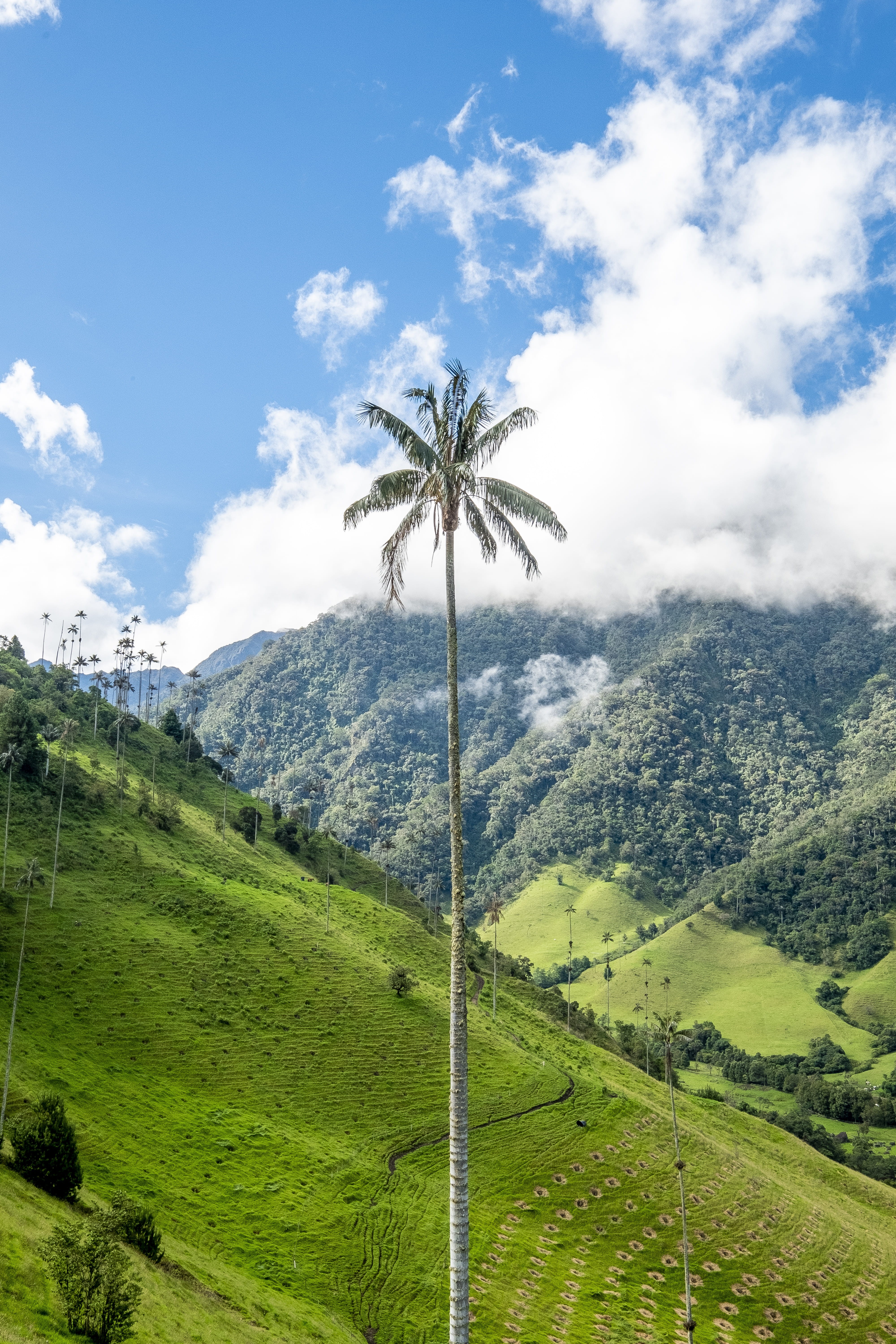 outdoors, green, valley, mountain, rice Paddy, tree, field, nature, 5K, colombia, travel, landscape, south america, cloudy, fog, landmark, beauty In Nature, Phone HD Wallpaper