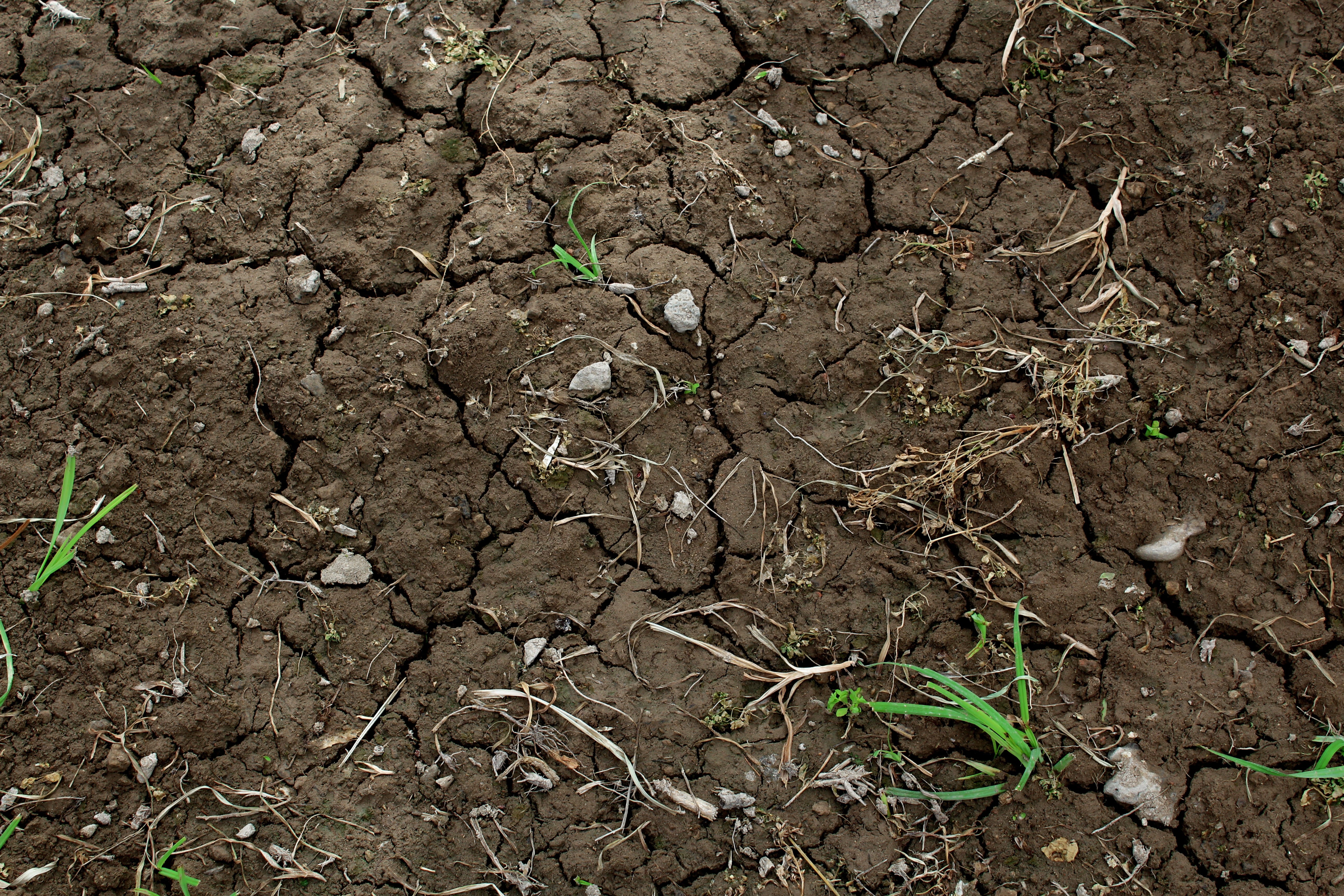 no people, green, brown, land, grass, solid, plants, dry, dirt, cracks, full frame, ground, backgrounds, plant part, day, field, cracked, environment, barren, HD Wallpaper