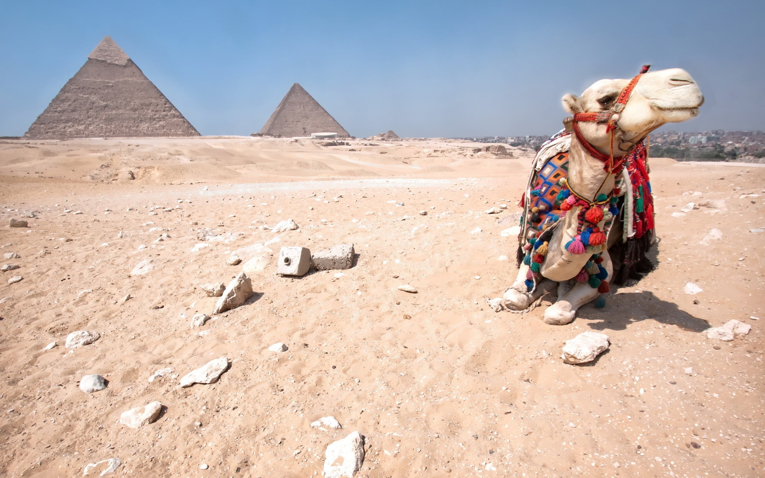archaeology, ancient, desert, day, ancient civilization, animals, tourism, pyramid, camels, travel, sand, camel, 2K, brown, arid climate, Egypt, land, HD Wallpaper