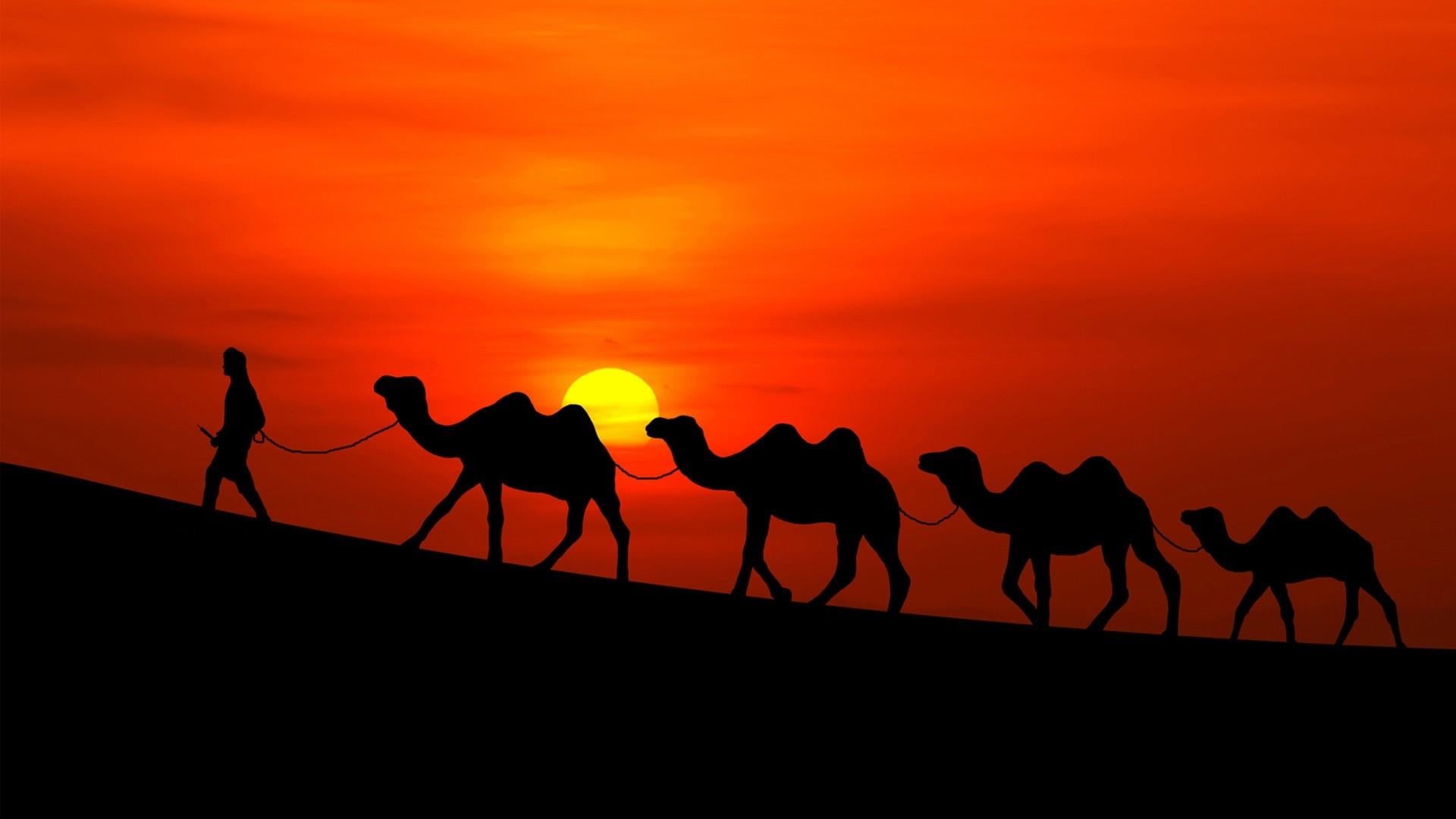 desert, domestic animals, tranquil scene, orange color, nature, red sunset, 1080P, sahara, red sky, silhouette, land, animal, camel caravan, sky, landscape, HD Wallpaper